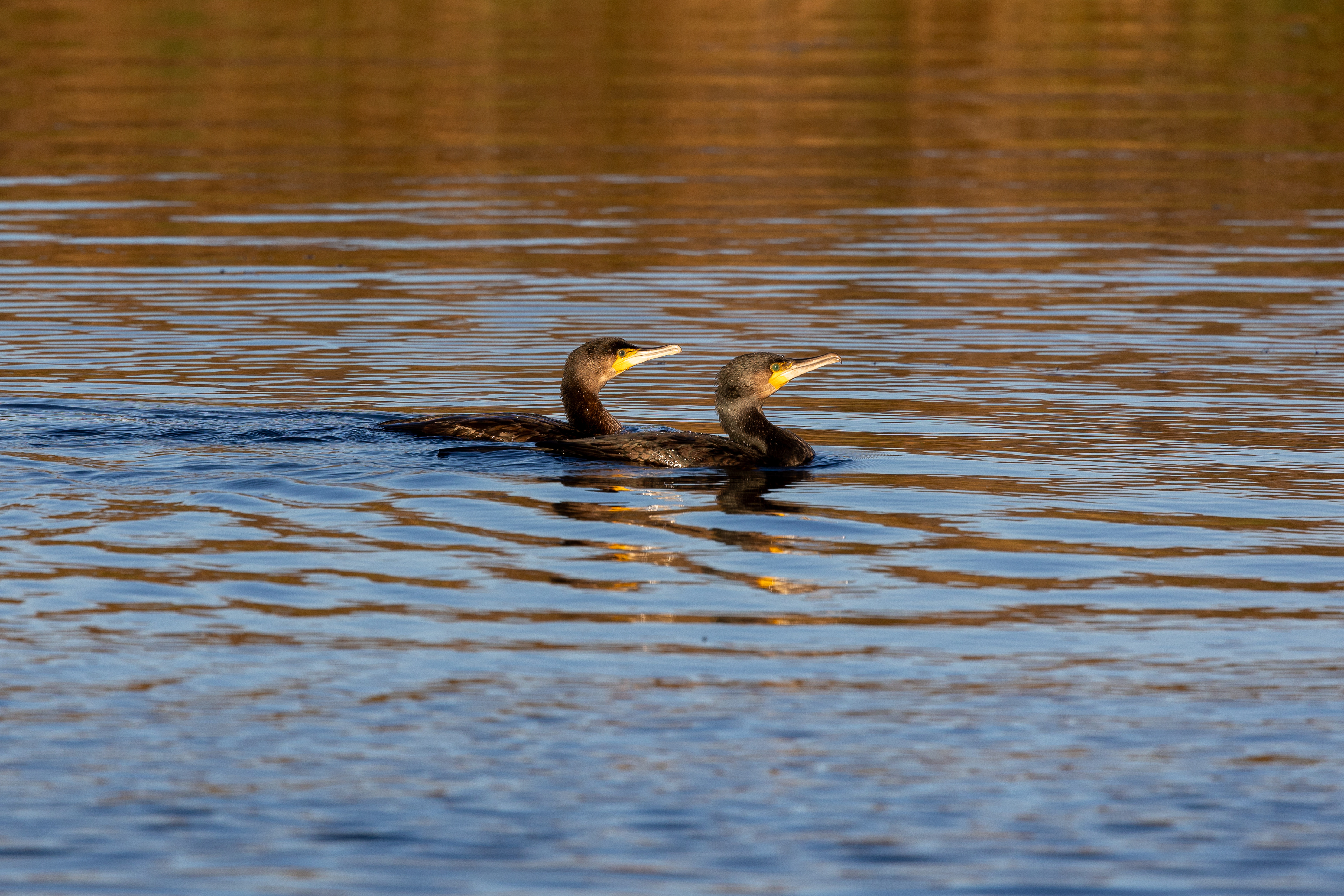 Cormorant kids