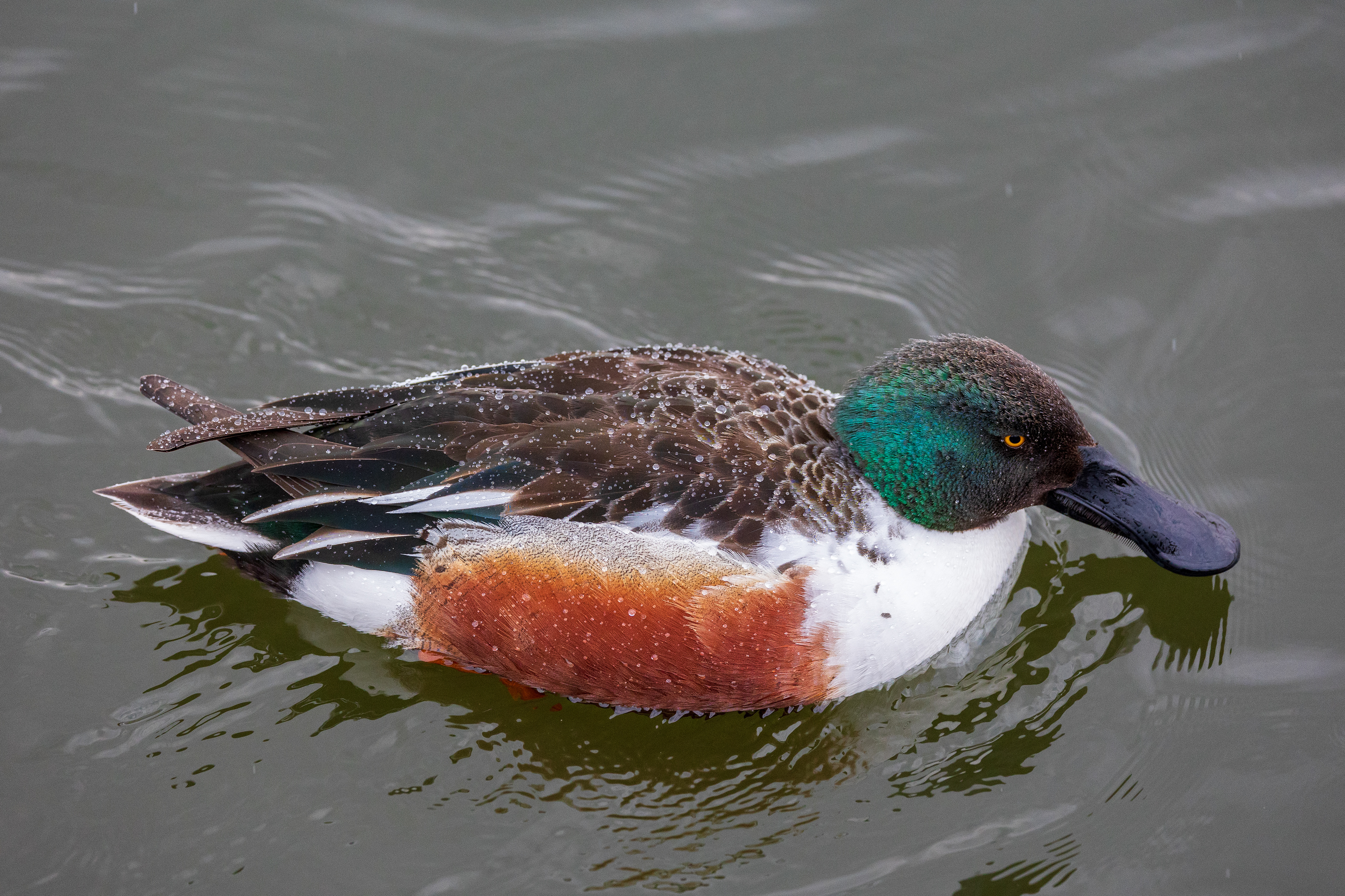 Shoveler duck
