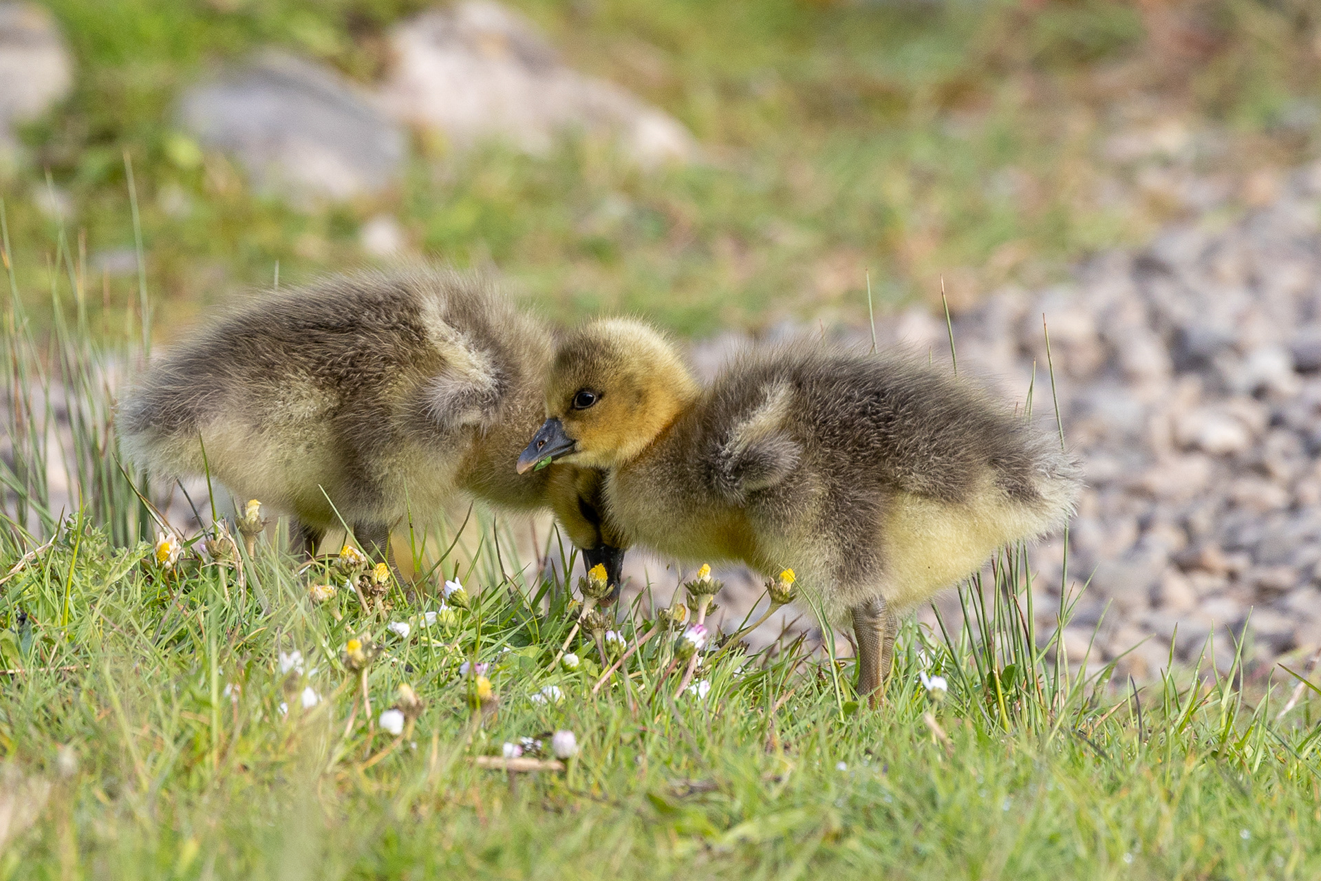 Greylag chicks