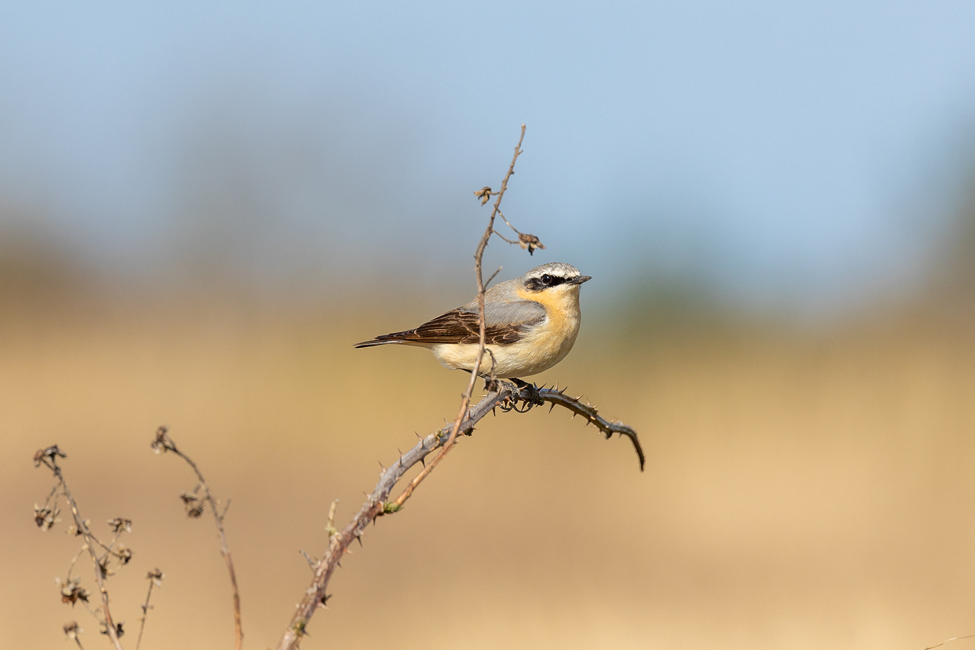 Northern Wheatear