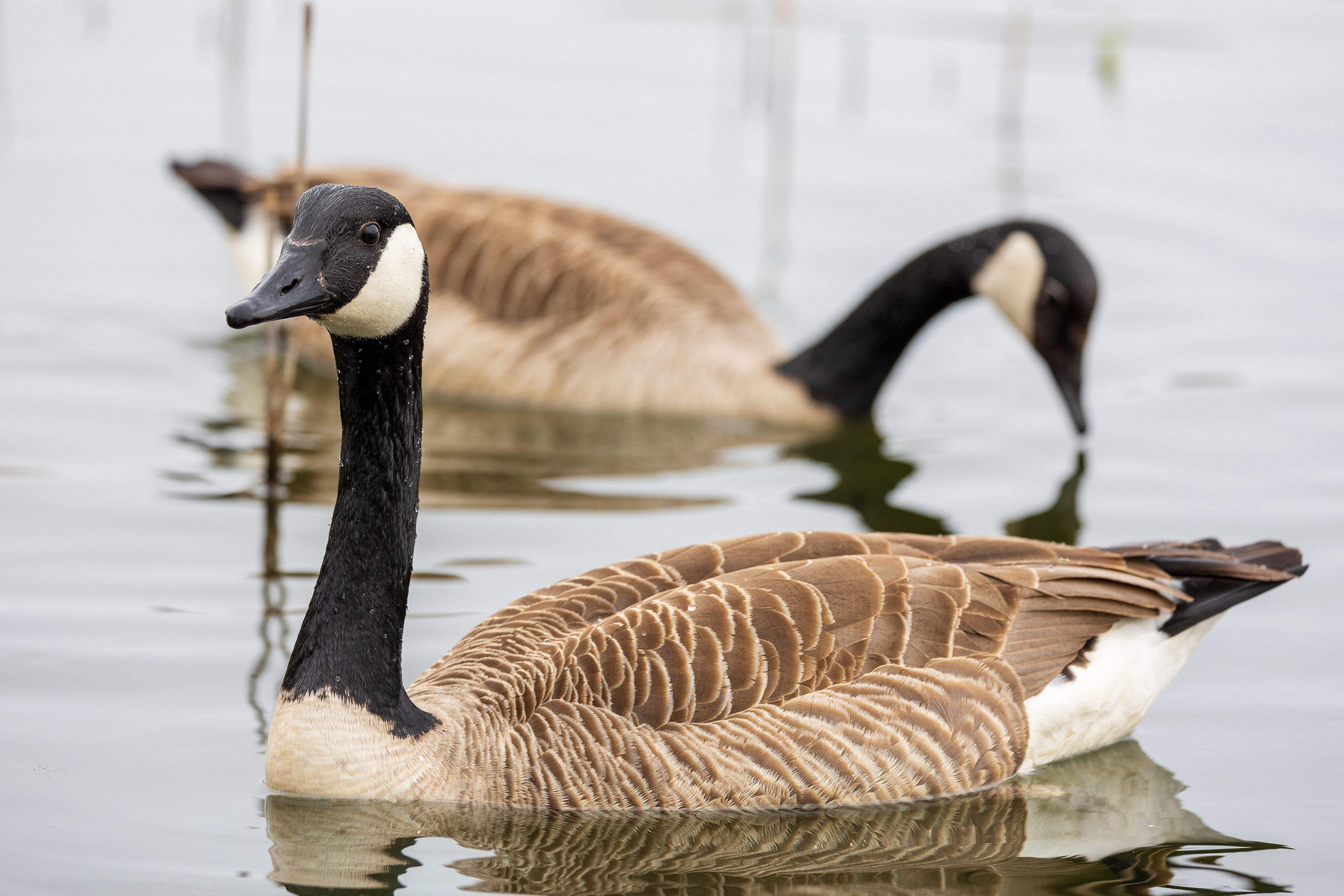 Canada geese
