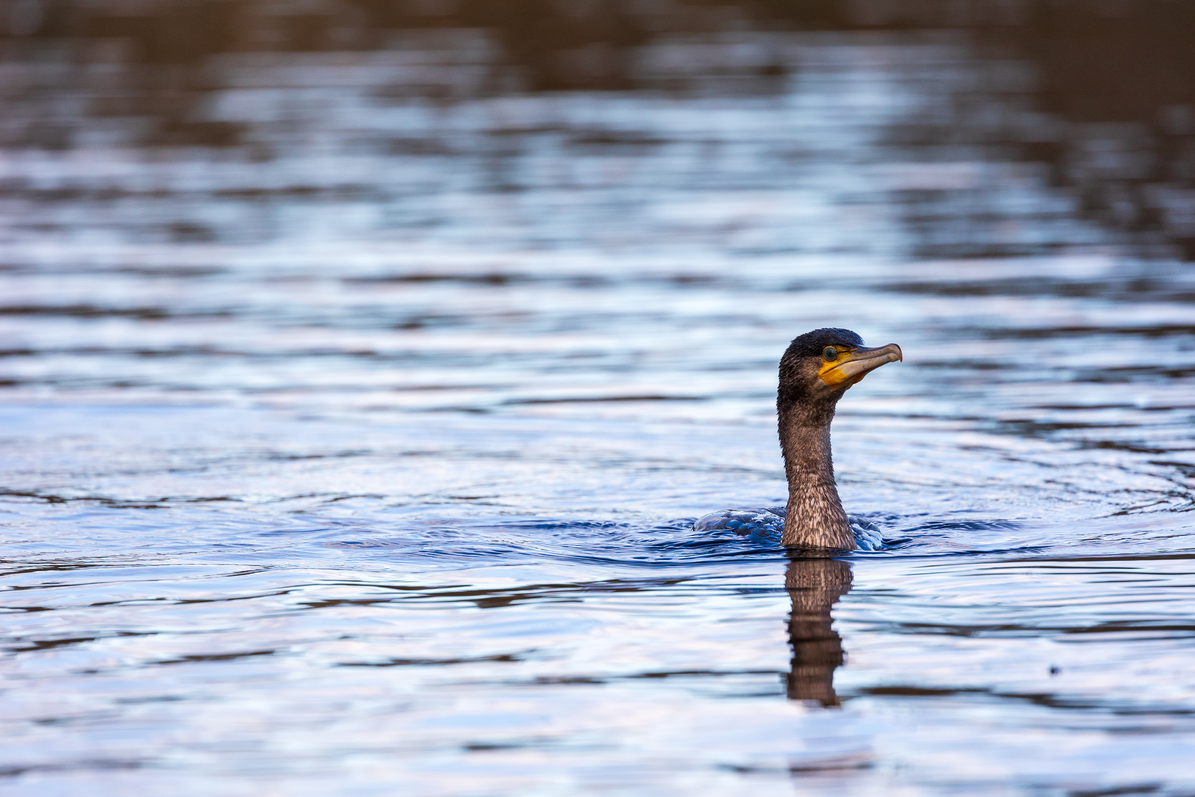 Cormorant submarine