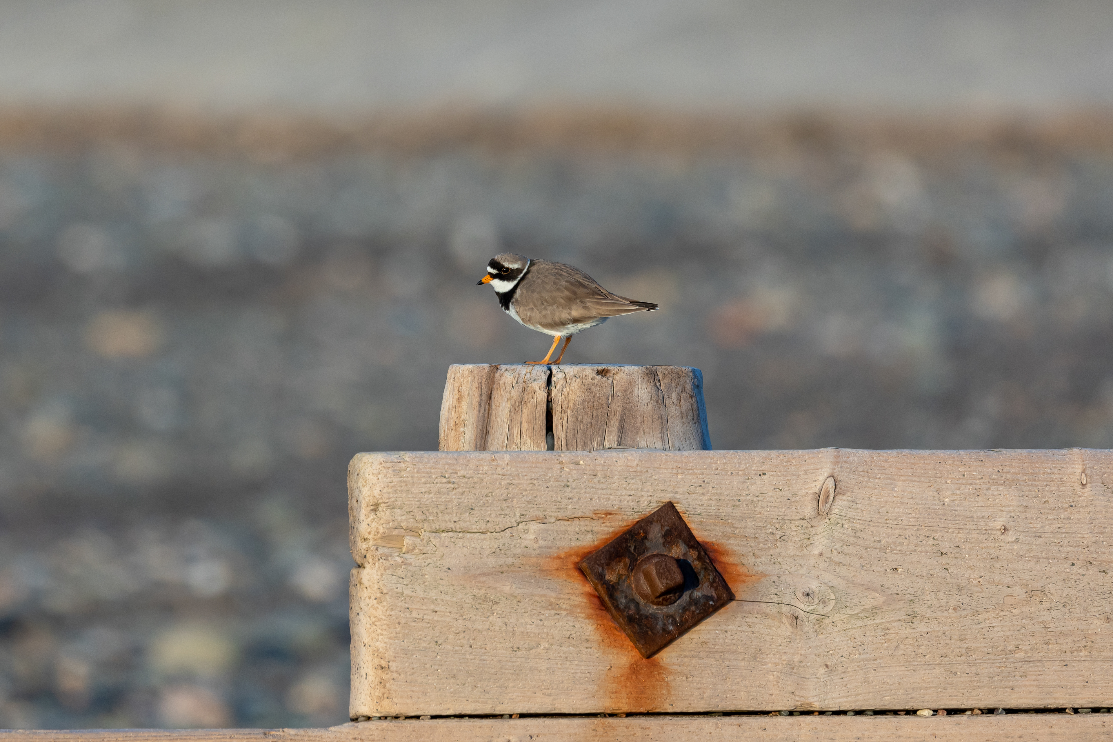 Plover perch