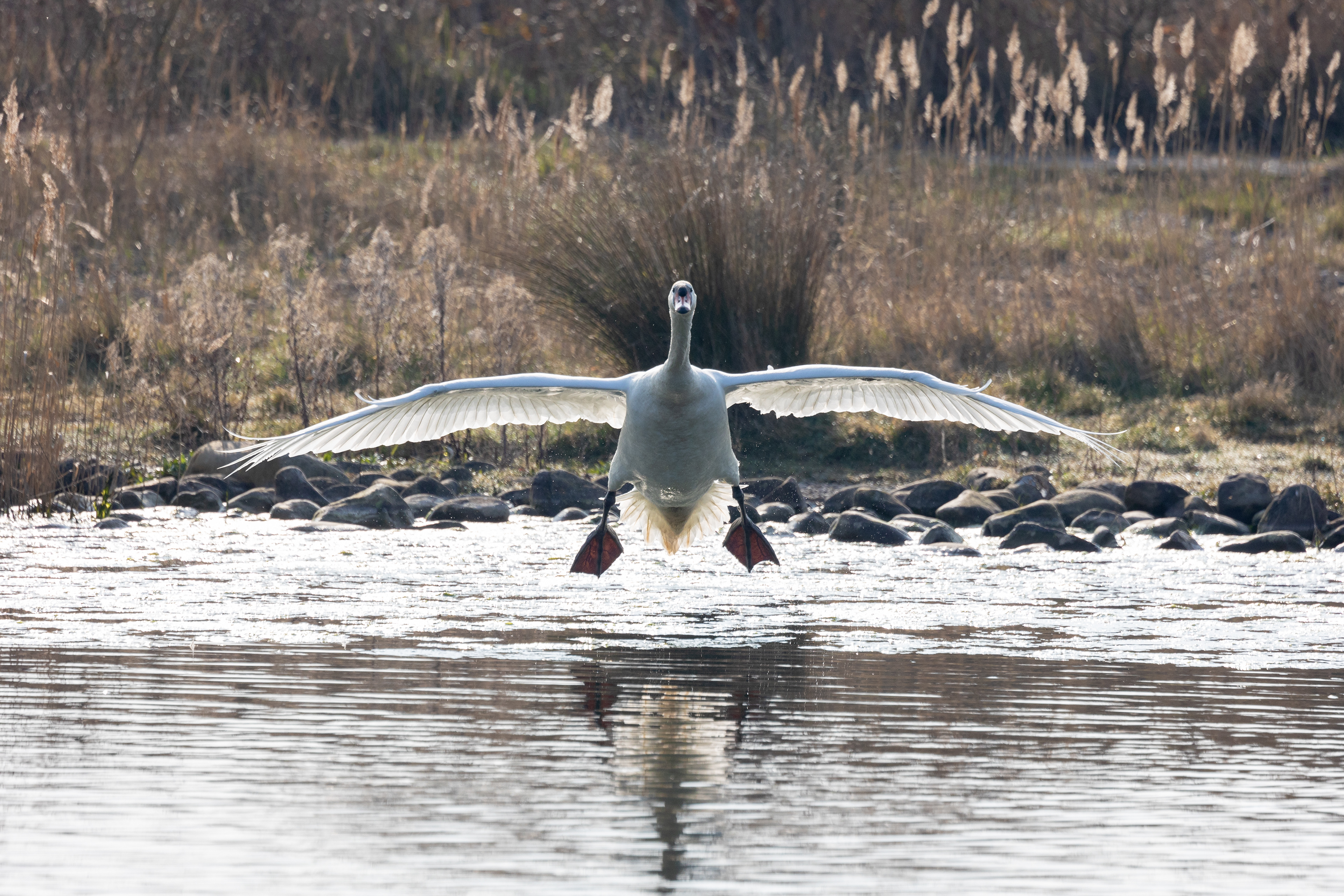 Landing gear down