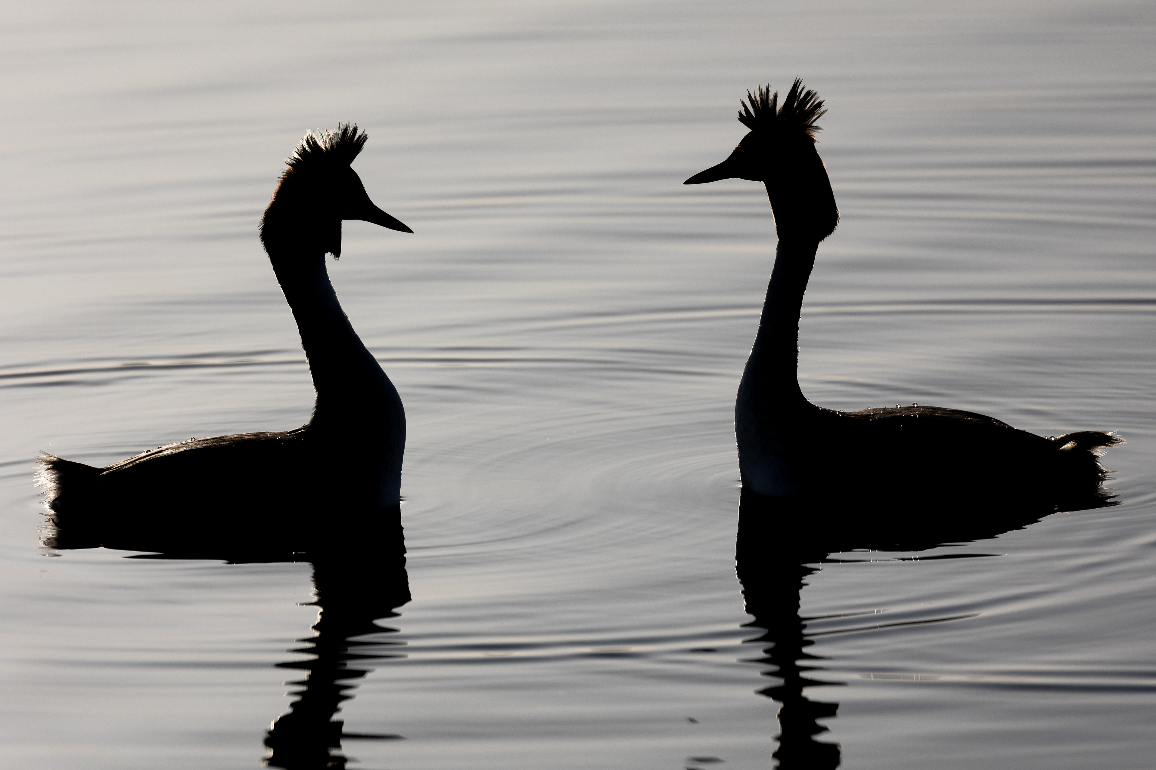 Great crested grebes