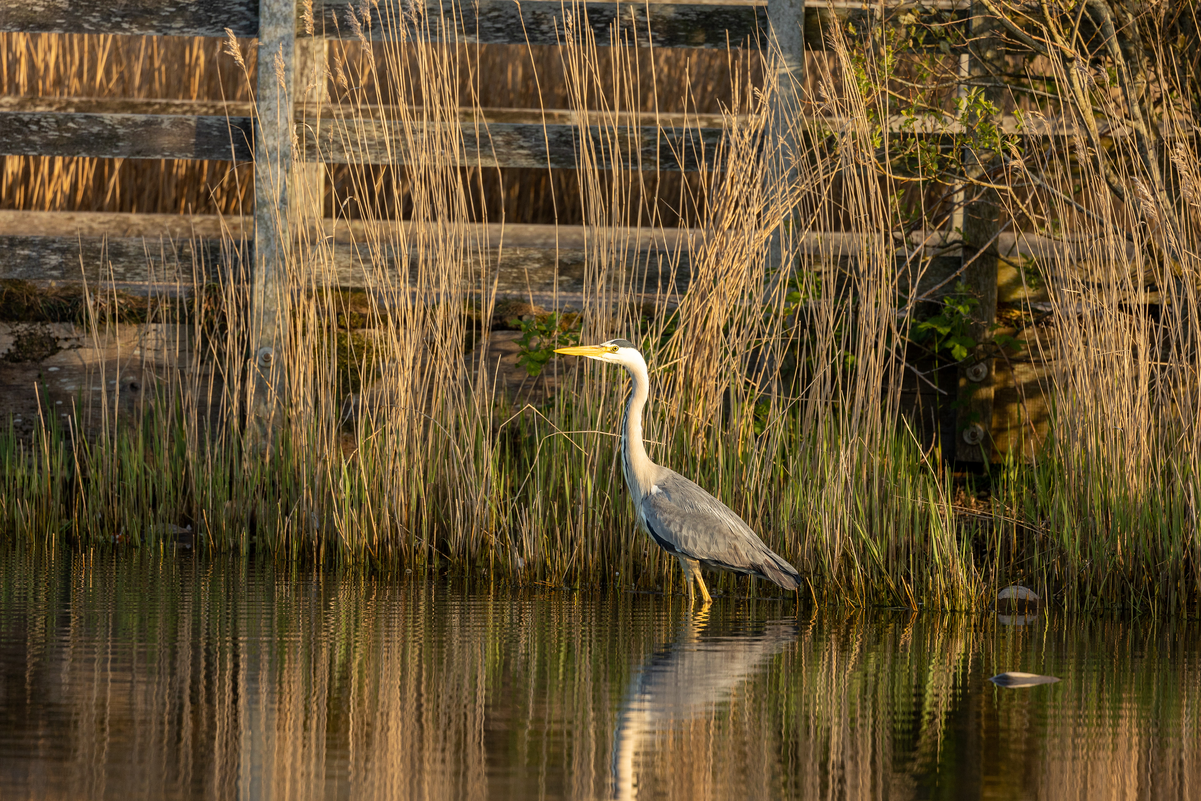 Heron
