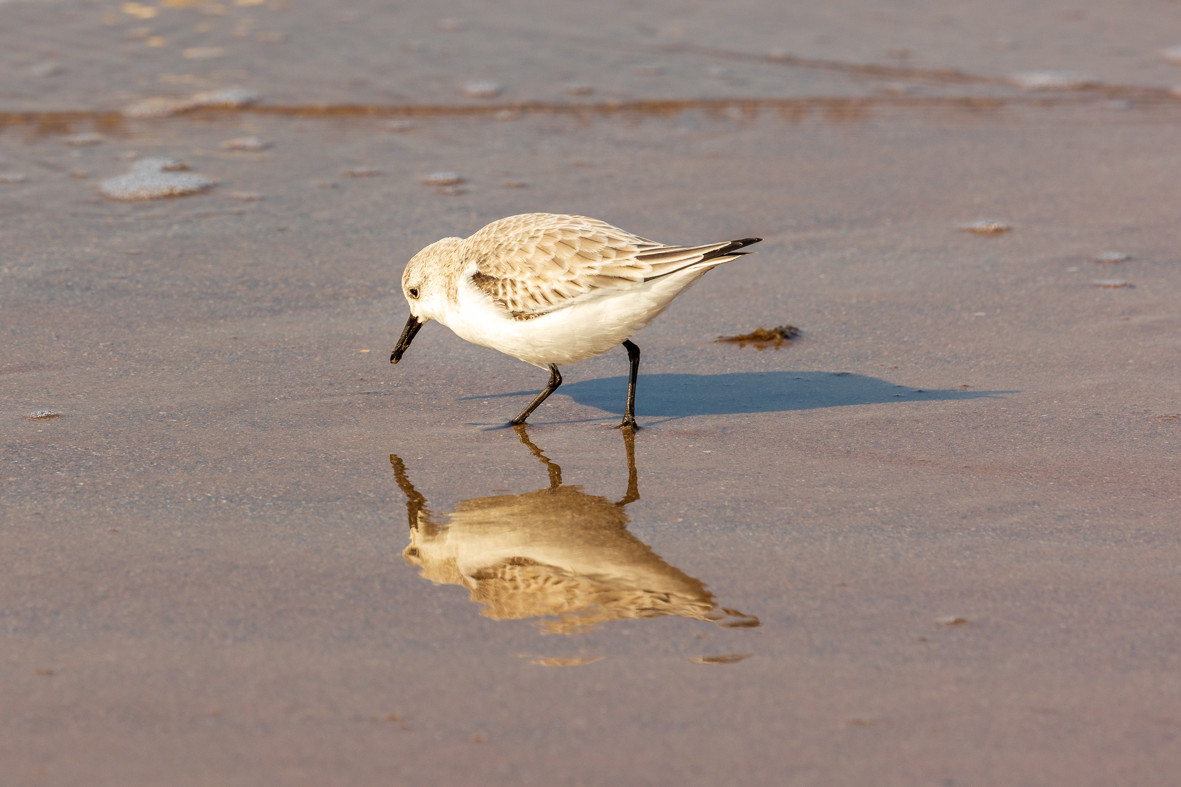 Mirror mirror in the sand