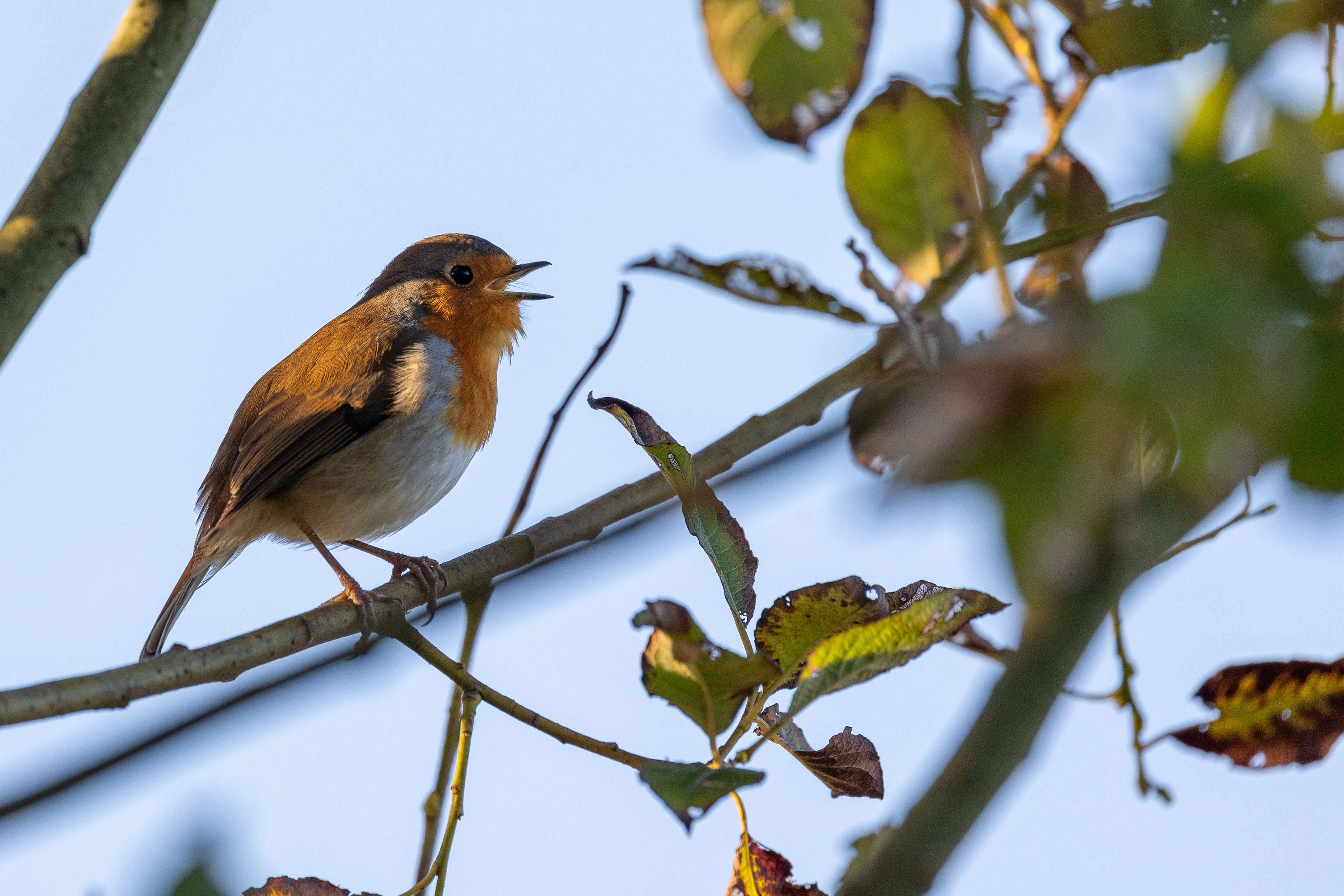 Robin's song