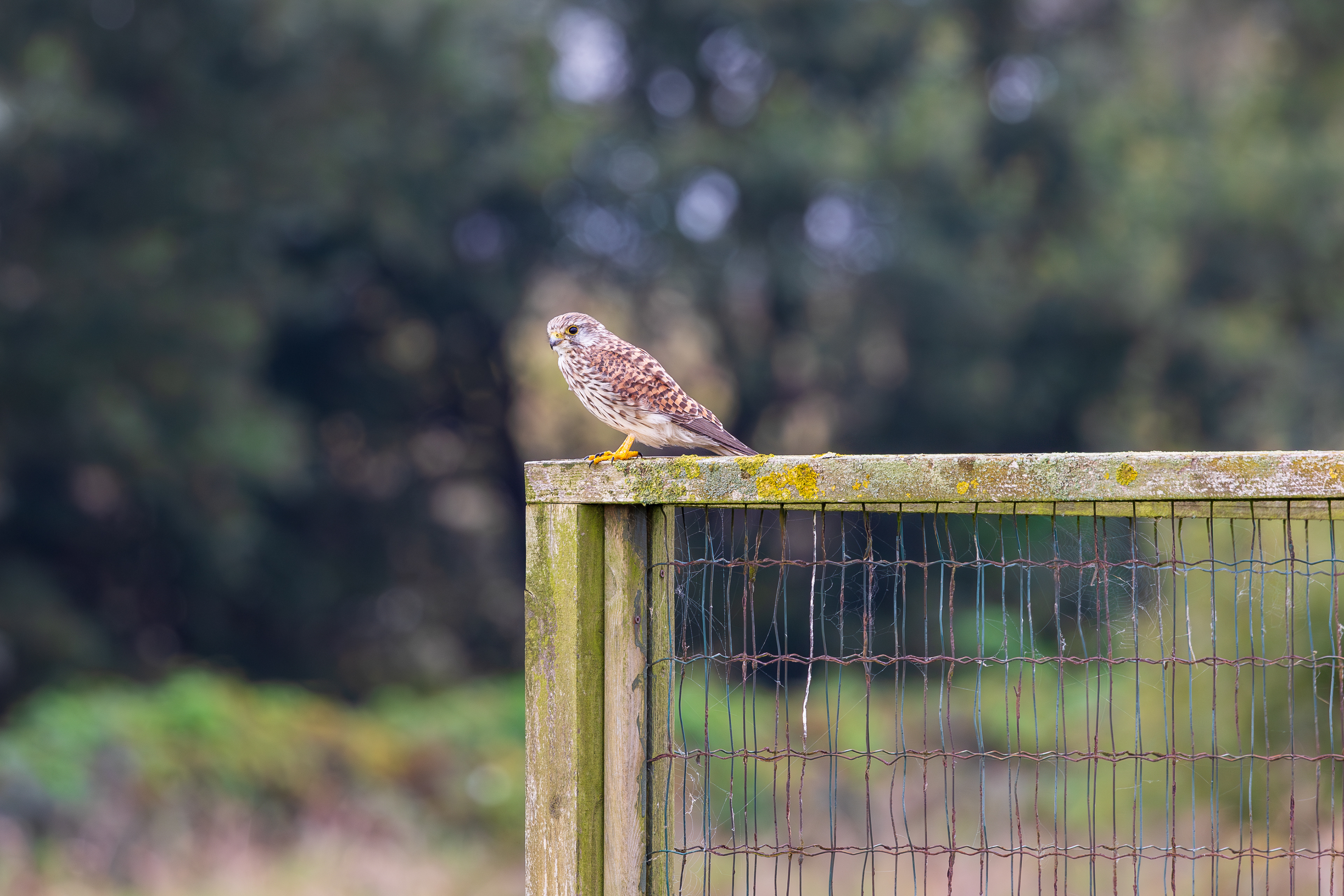 Kestrel perch