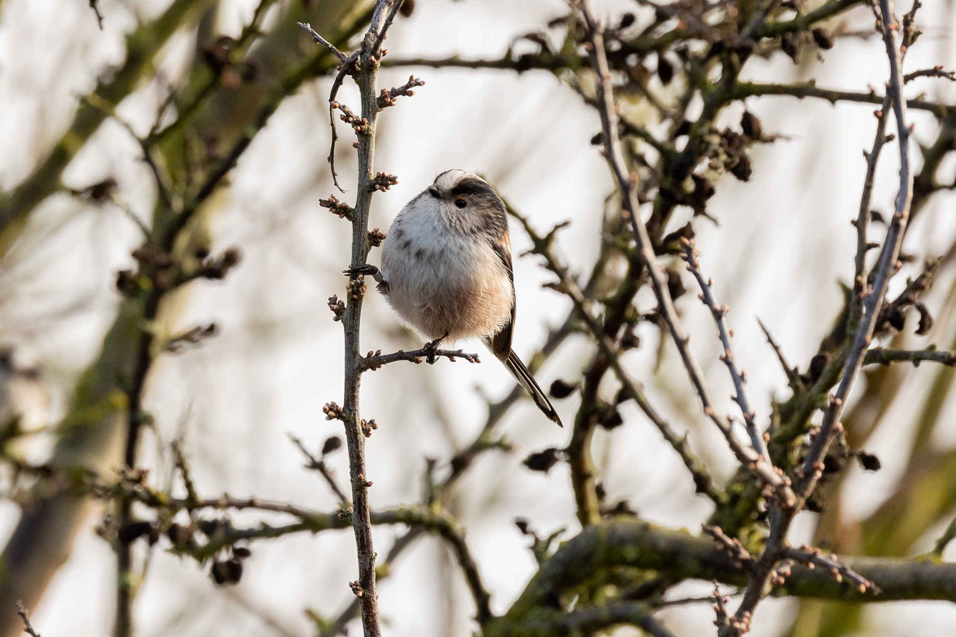 Long tailed tit