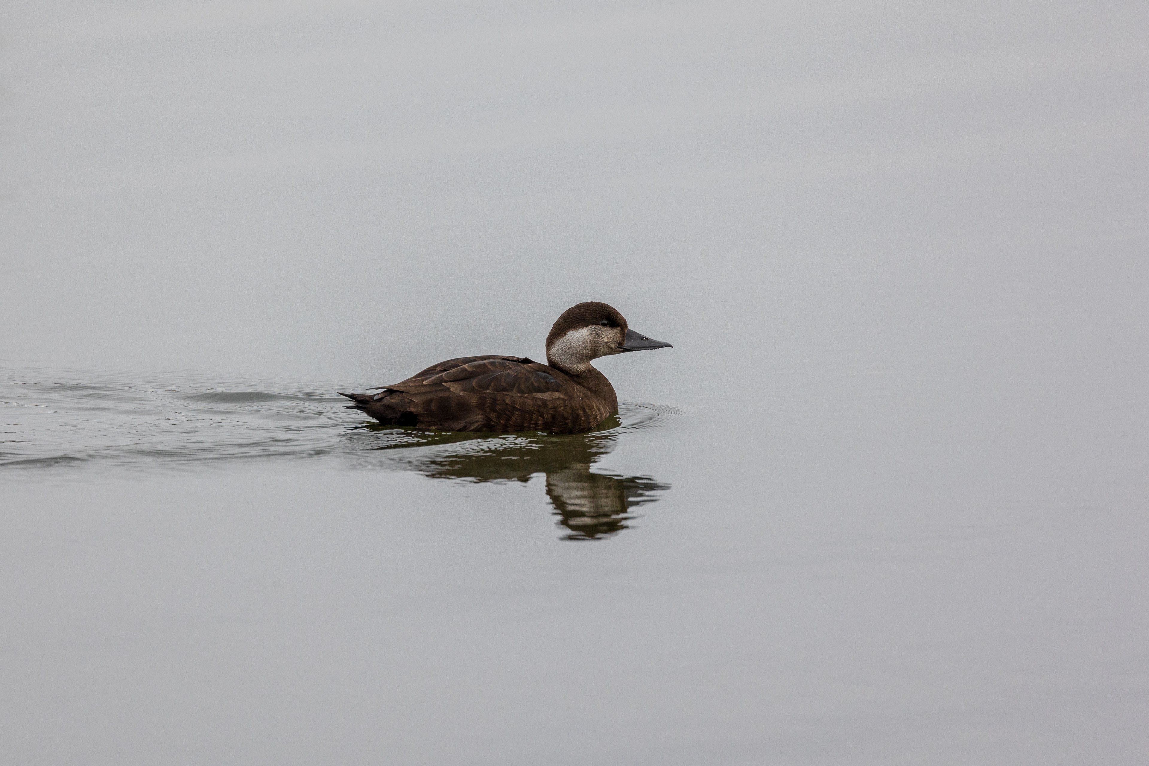 Common Scoter