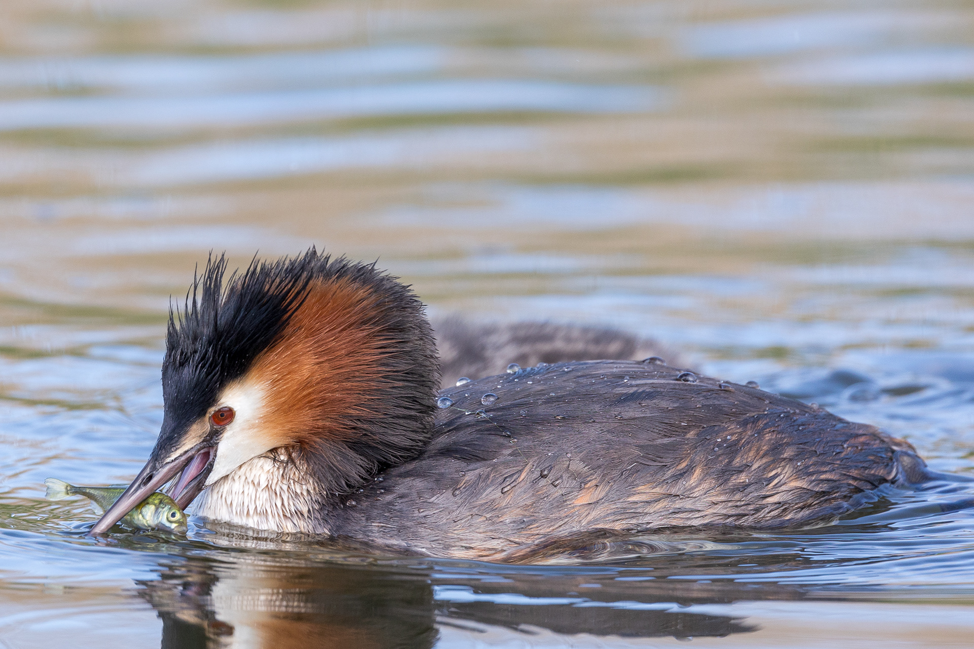 Grebe with stickleback