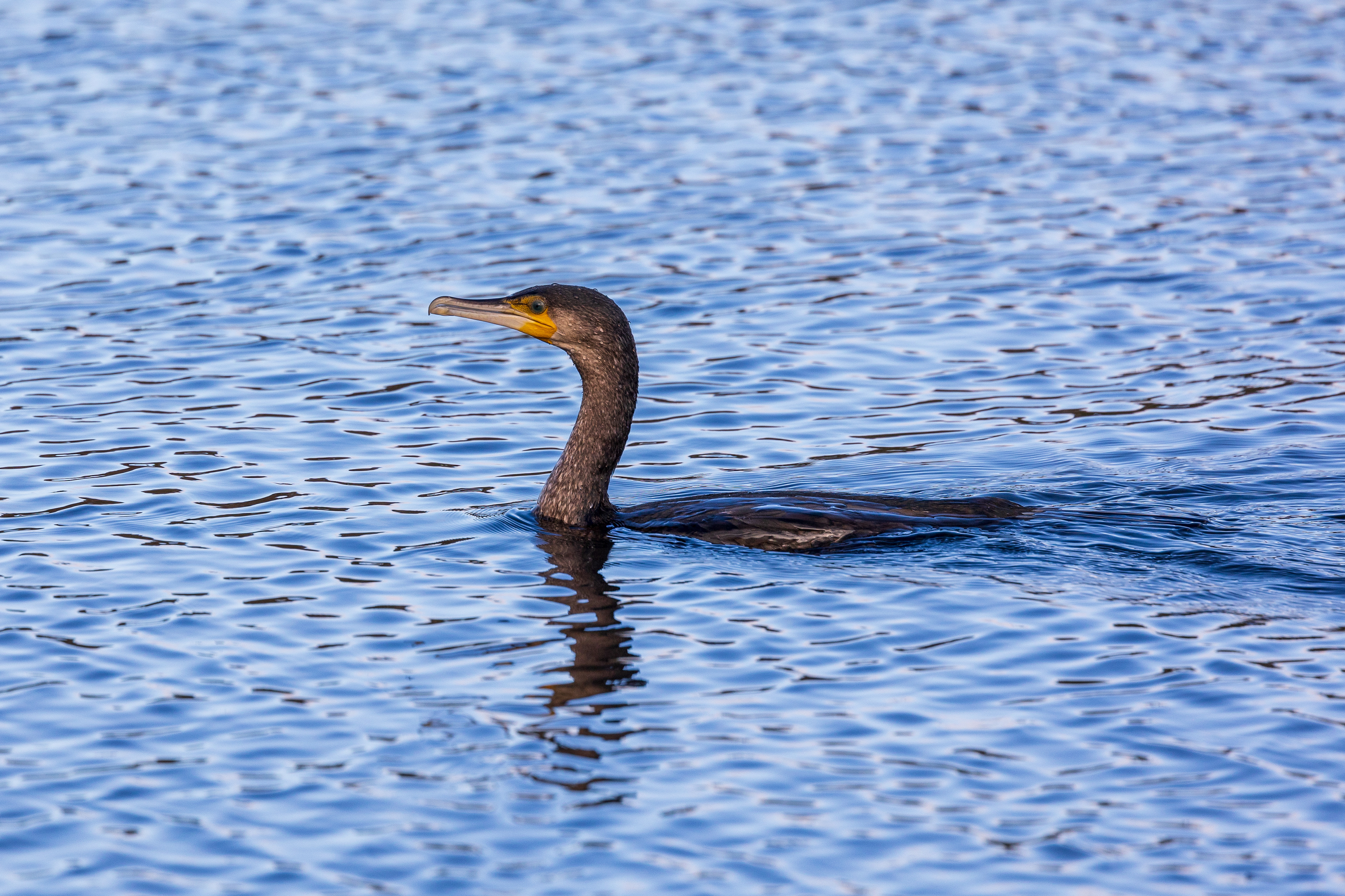 Cormorant blue pool