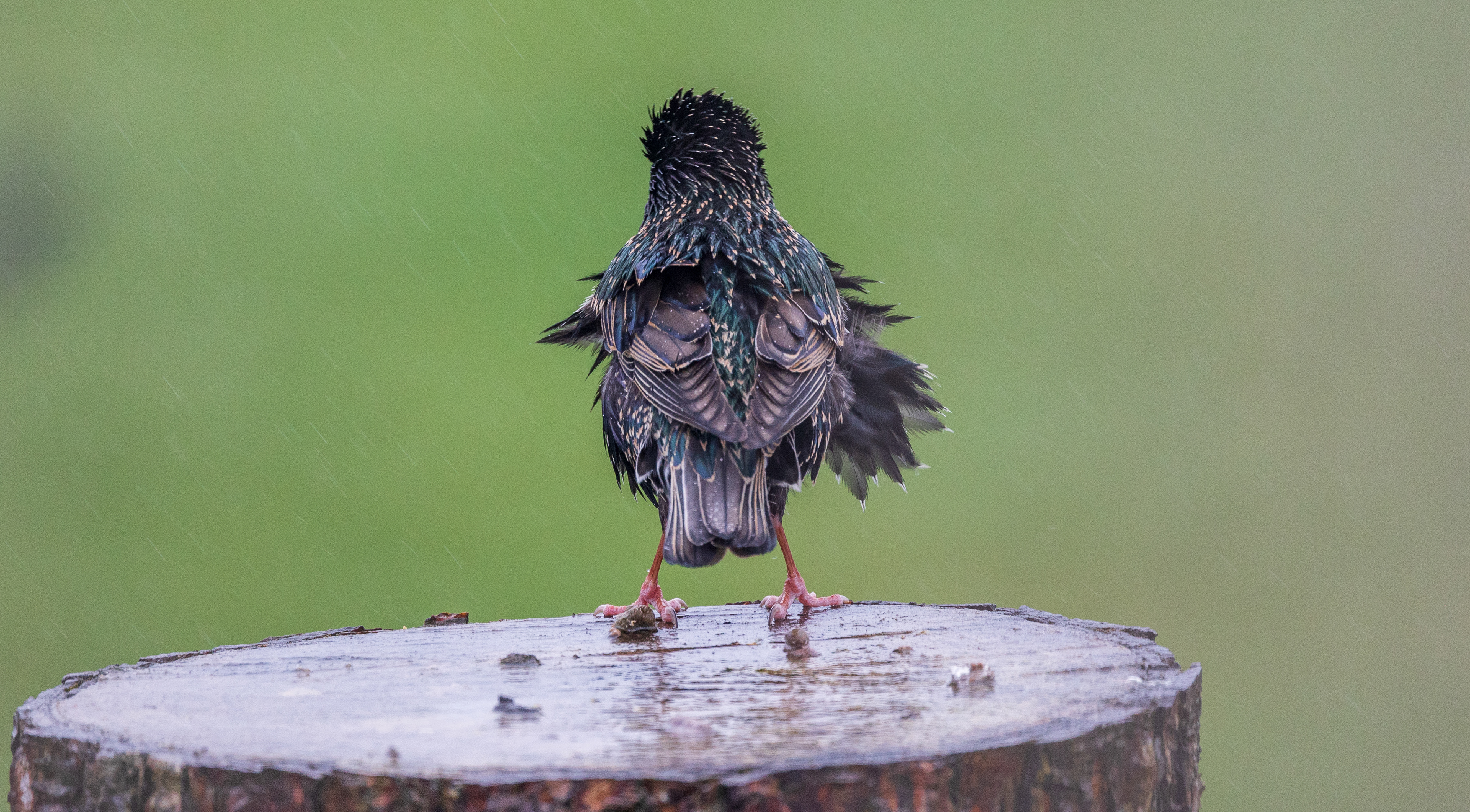 Bad hair day