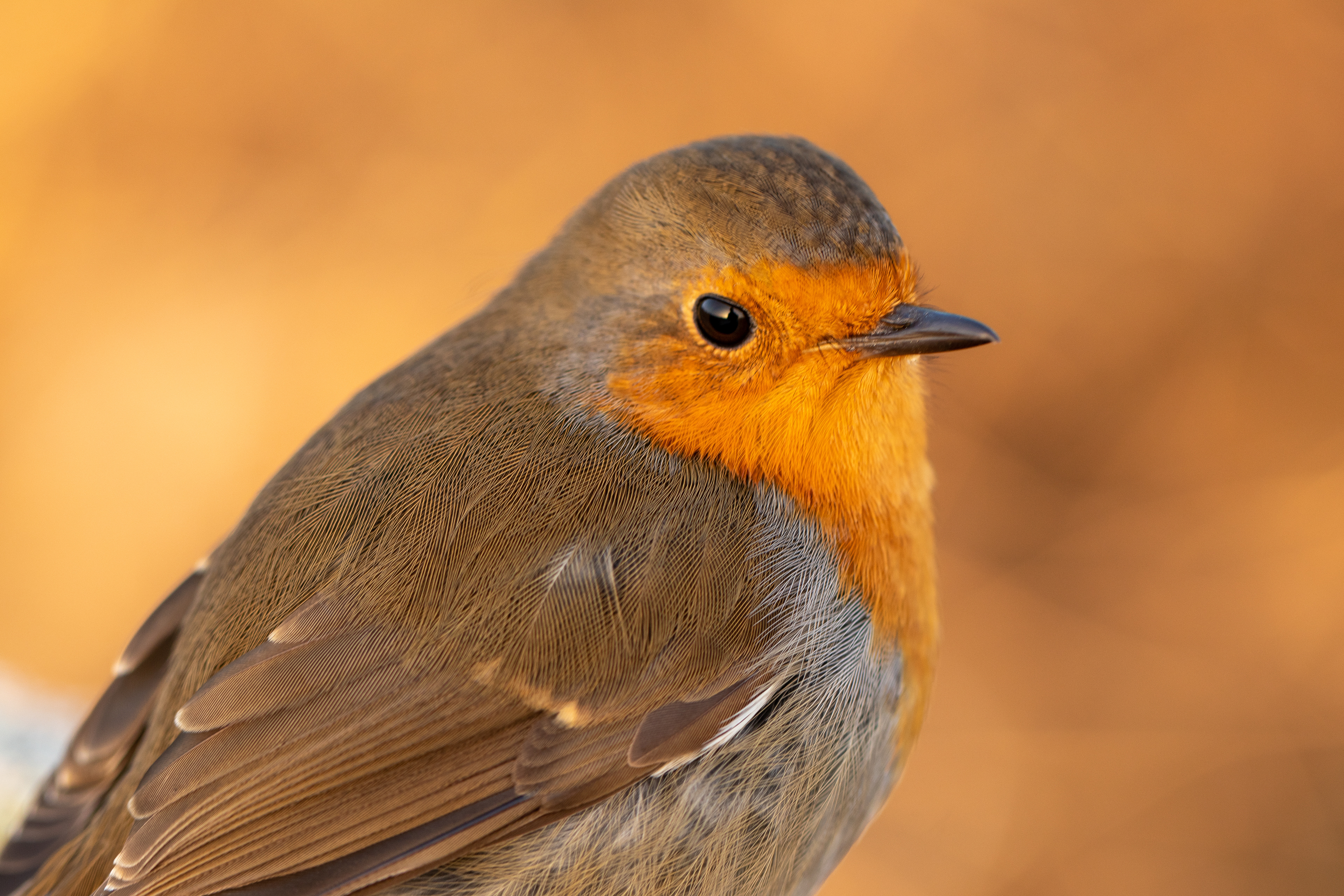 Close up robin