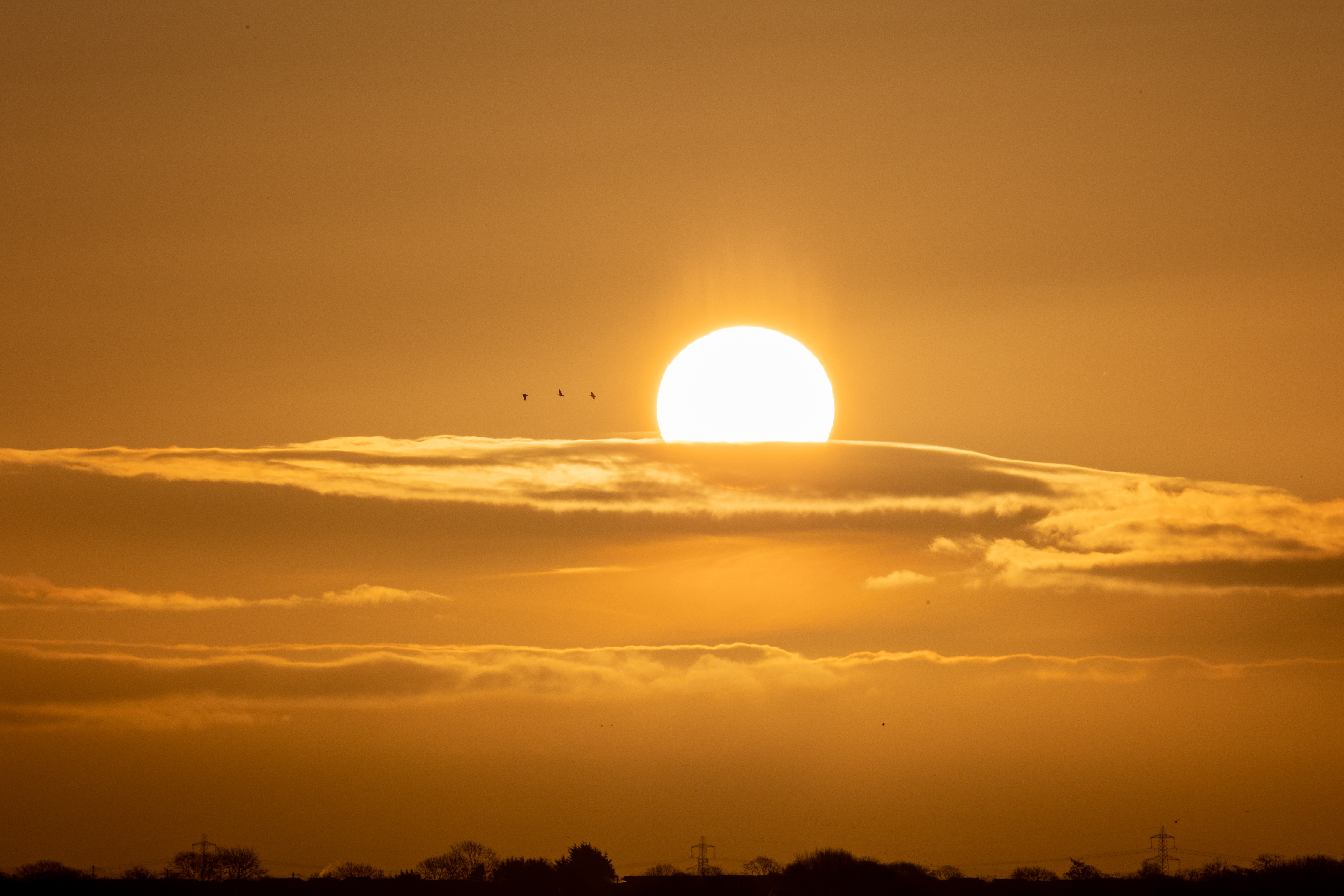 Distant birds