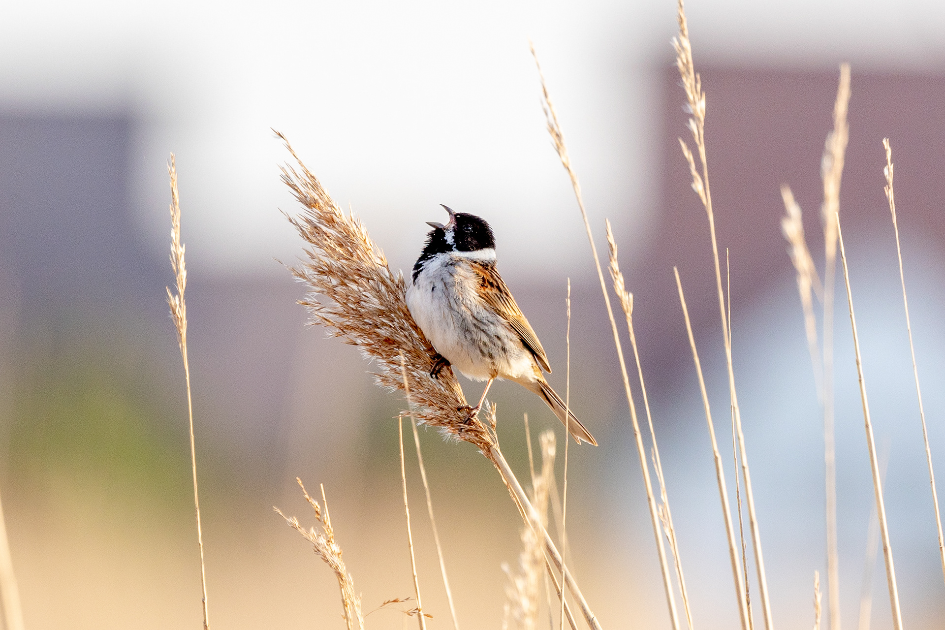 Reed bunting
