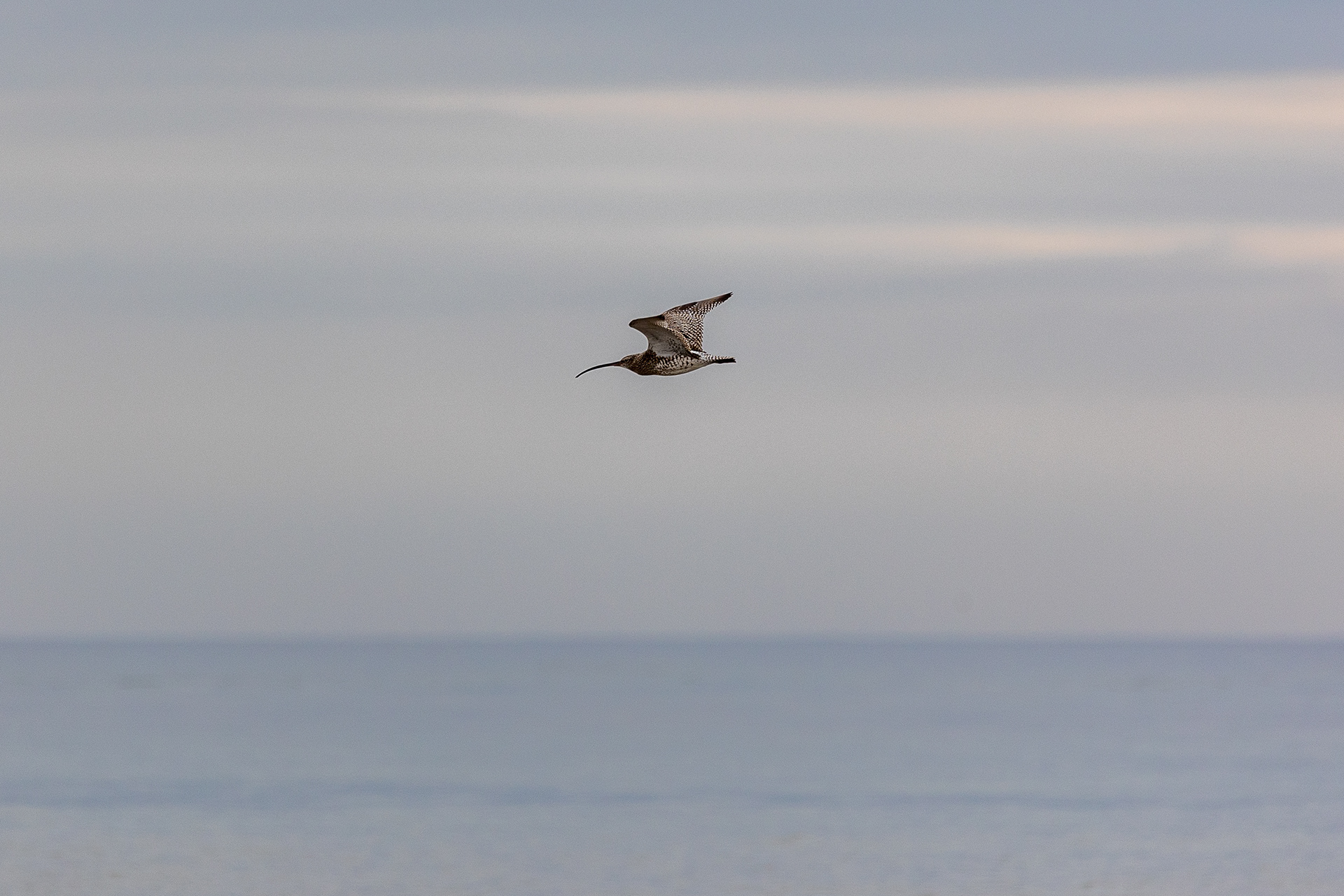 Curlew