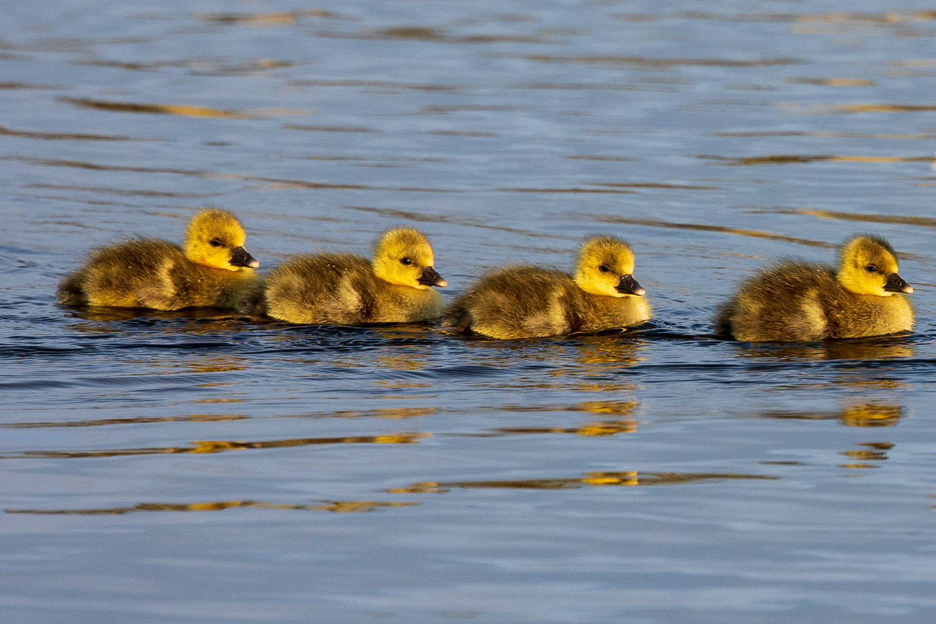 Greylag chicks