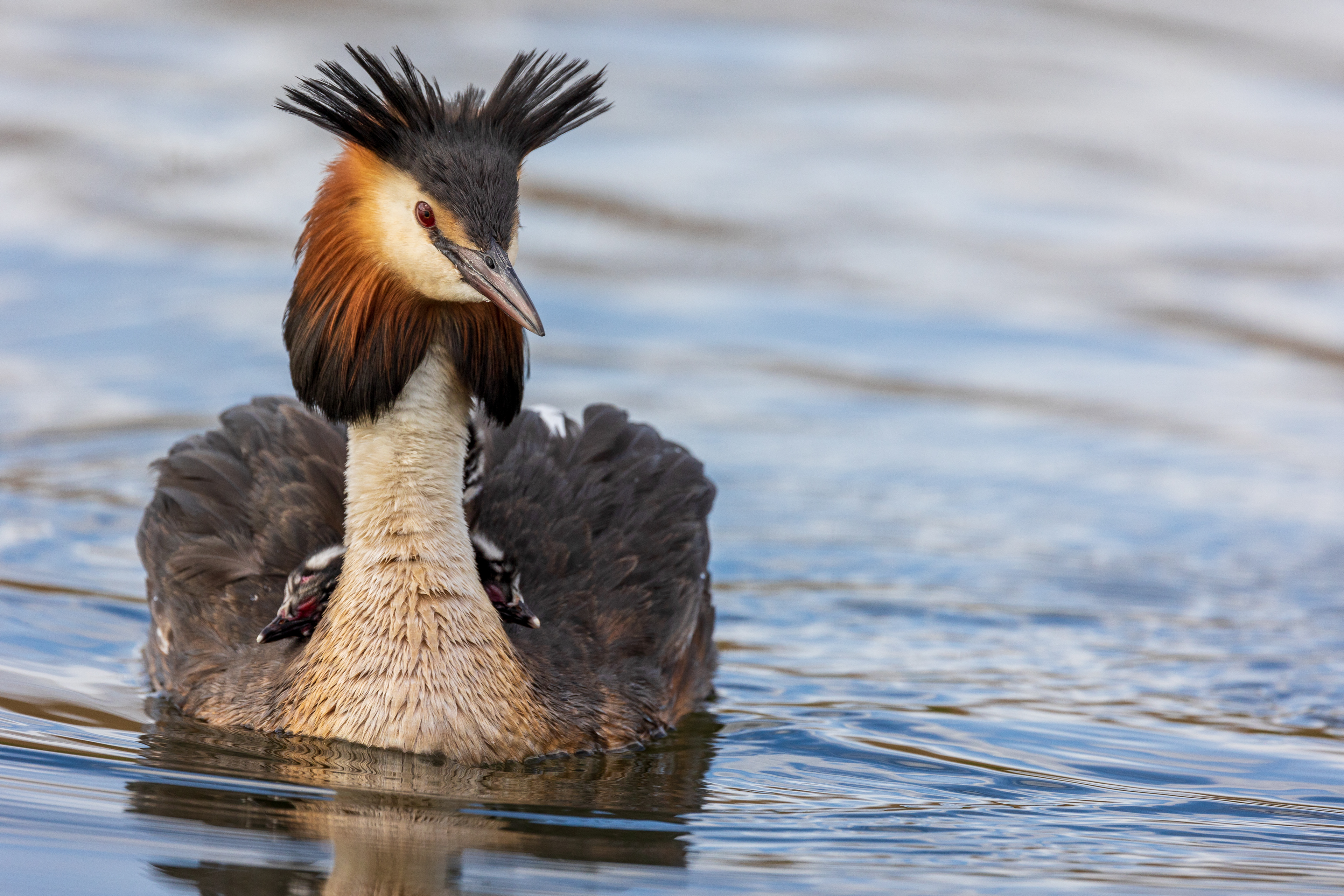 Grebe