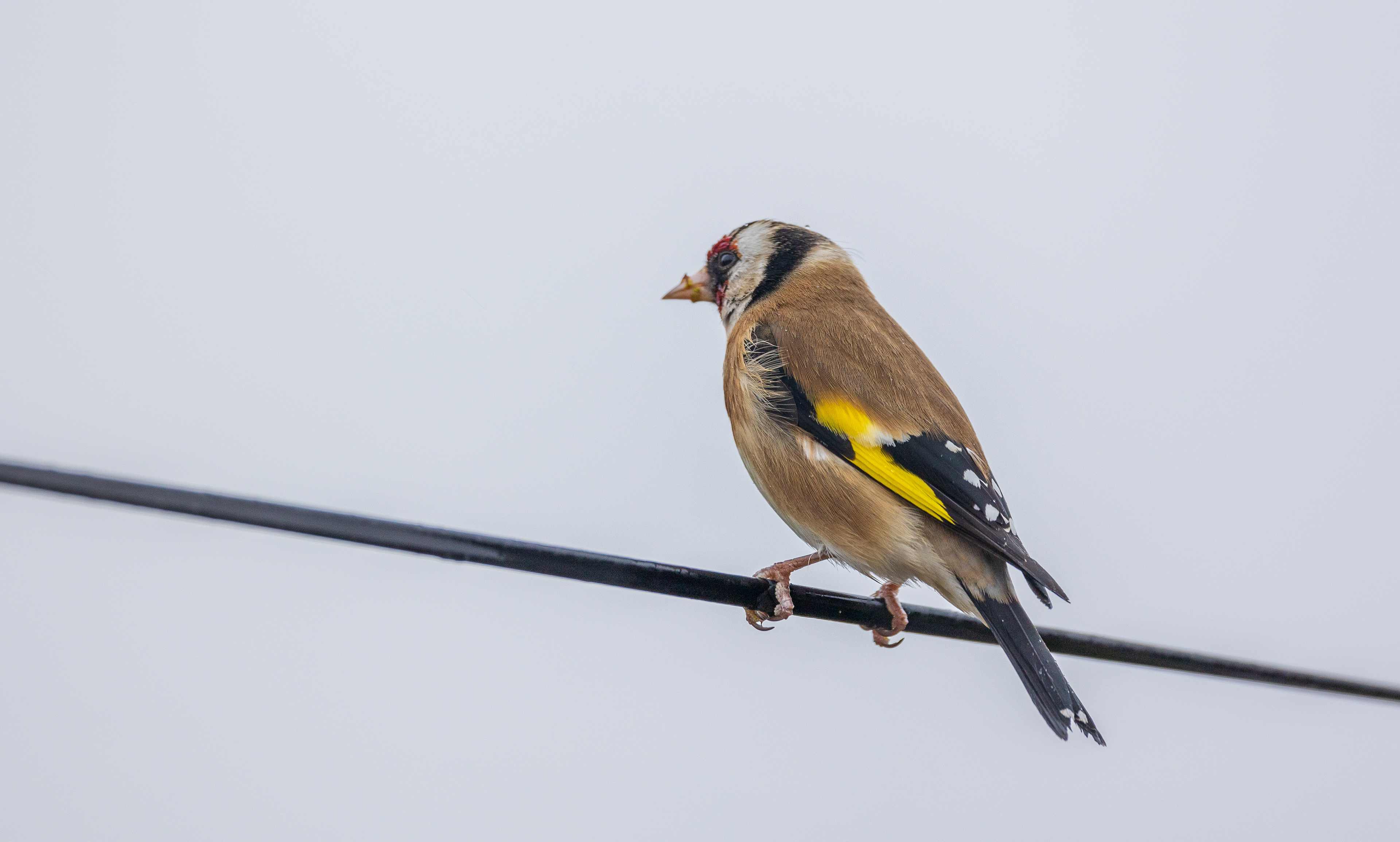 Goldfinch