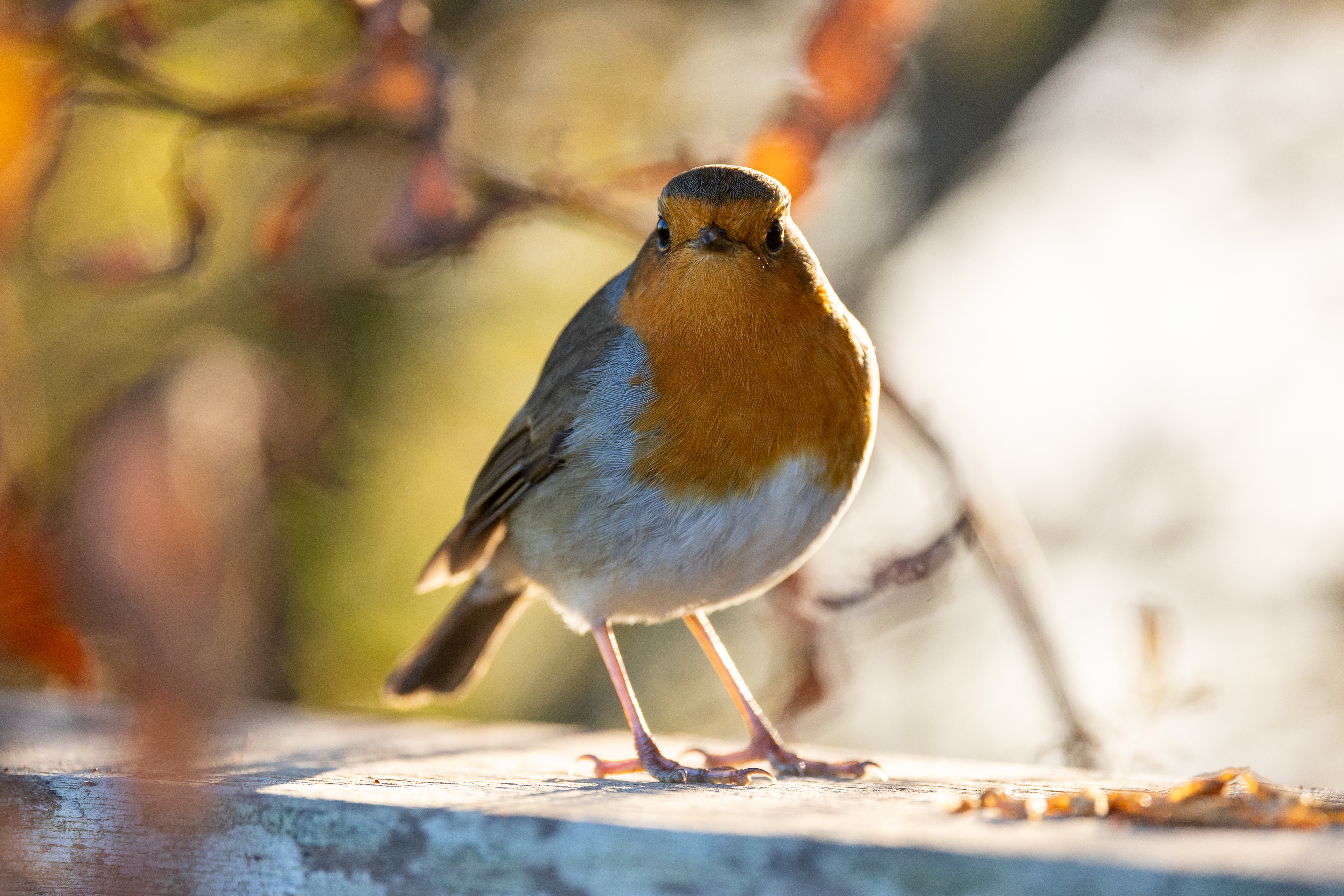 Robin Autumn