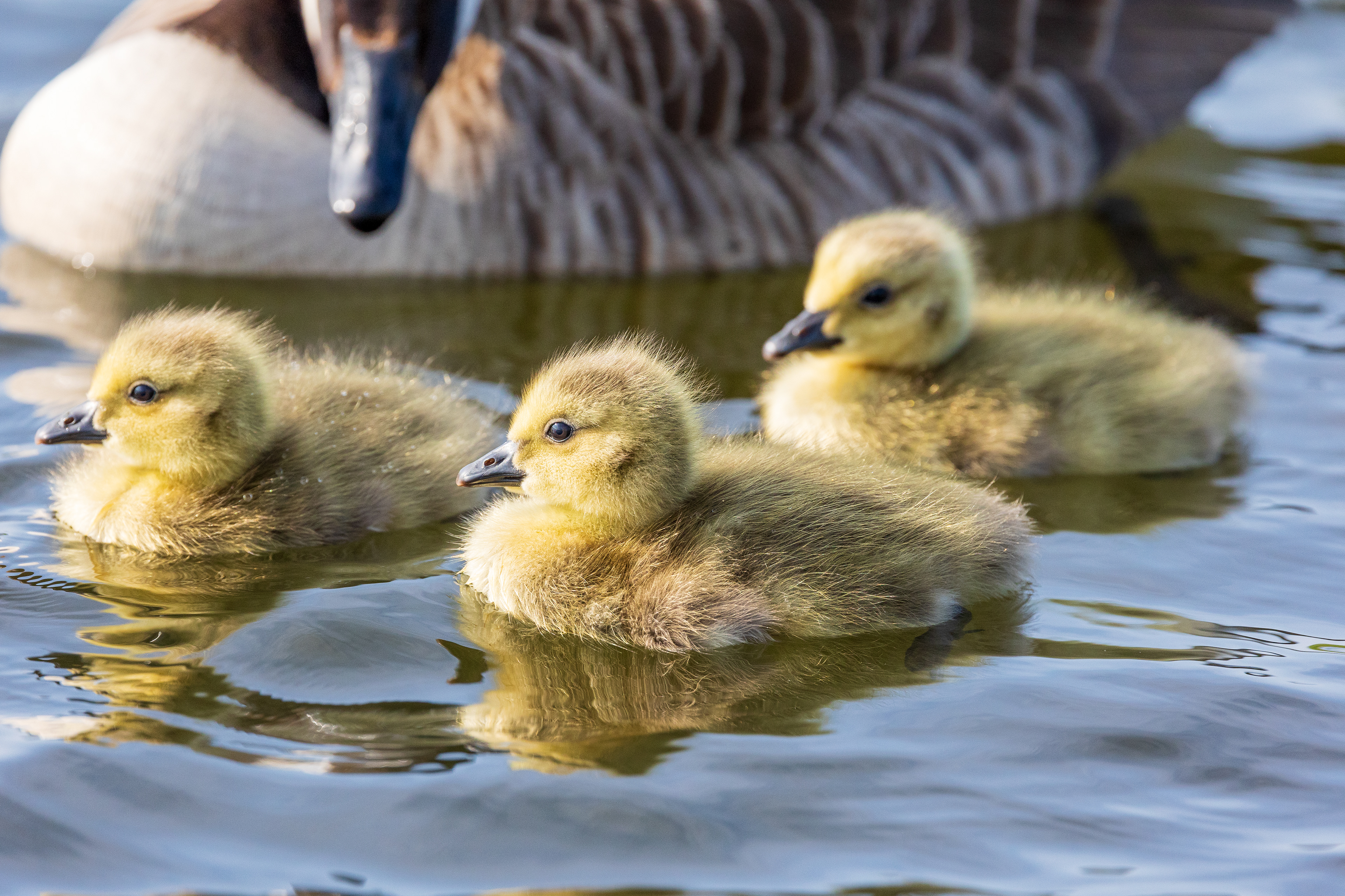 Canada goose on the loose