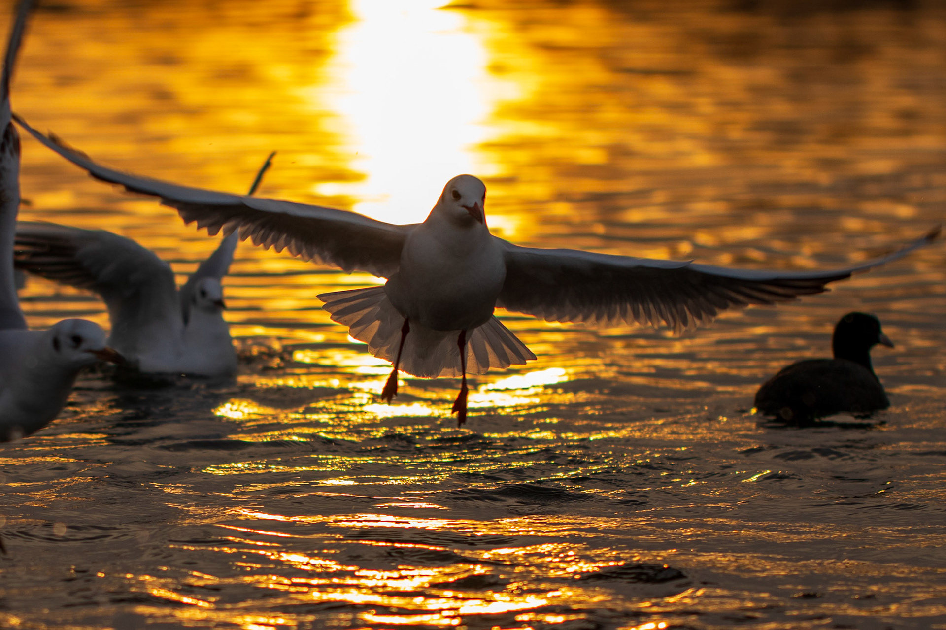 Golden hour
