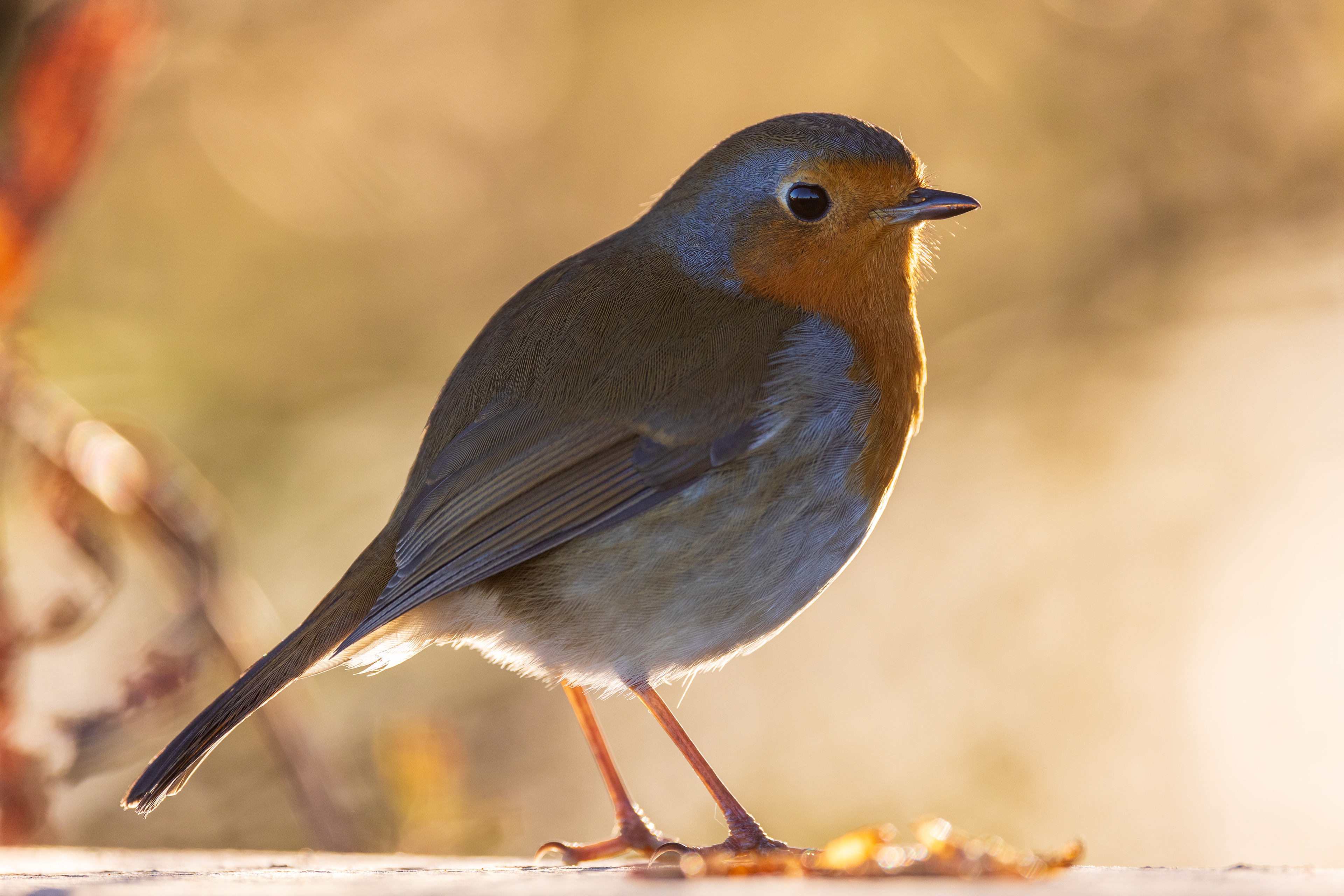 Robin pose