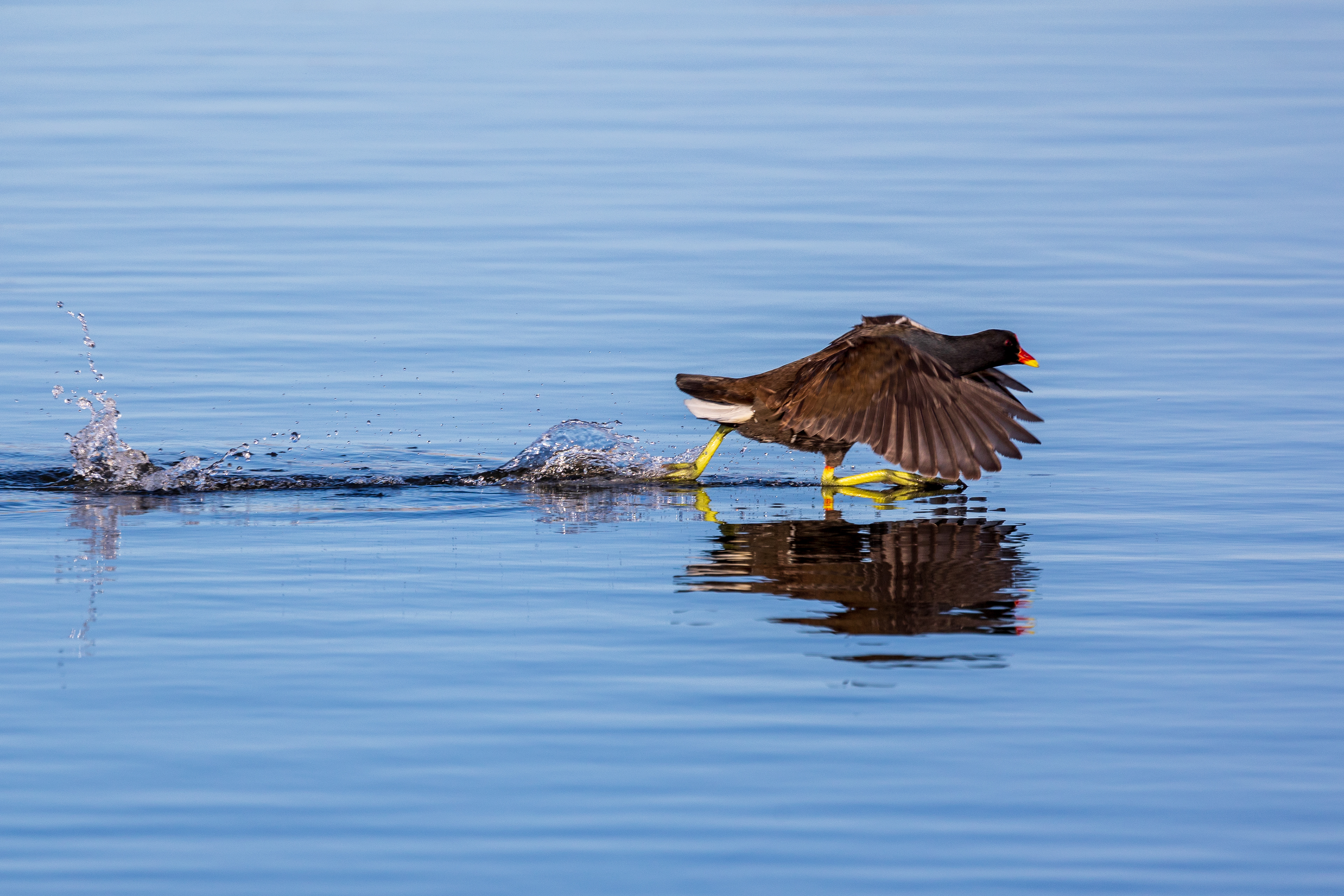 Moorhen