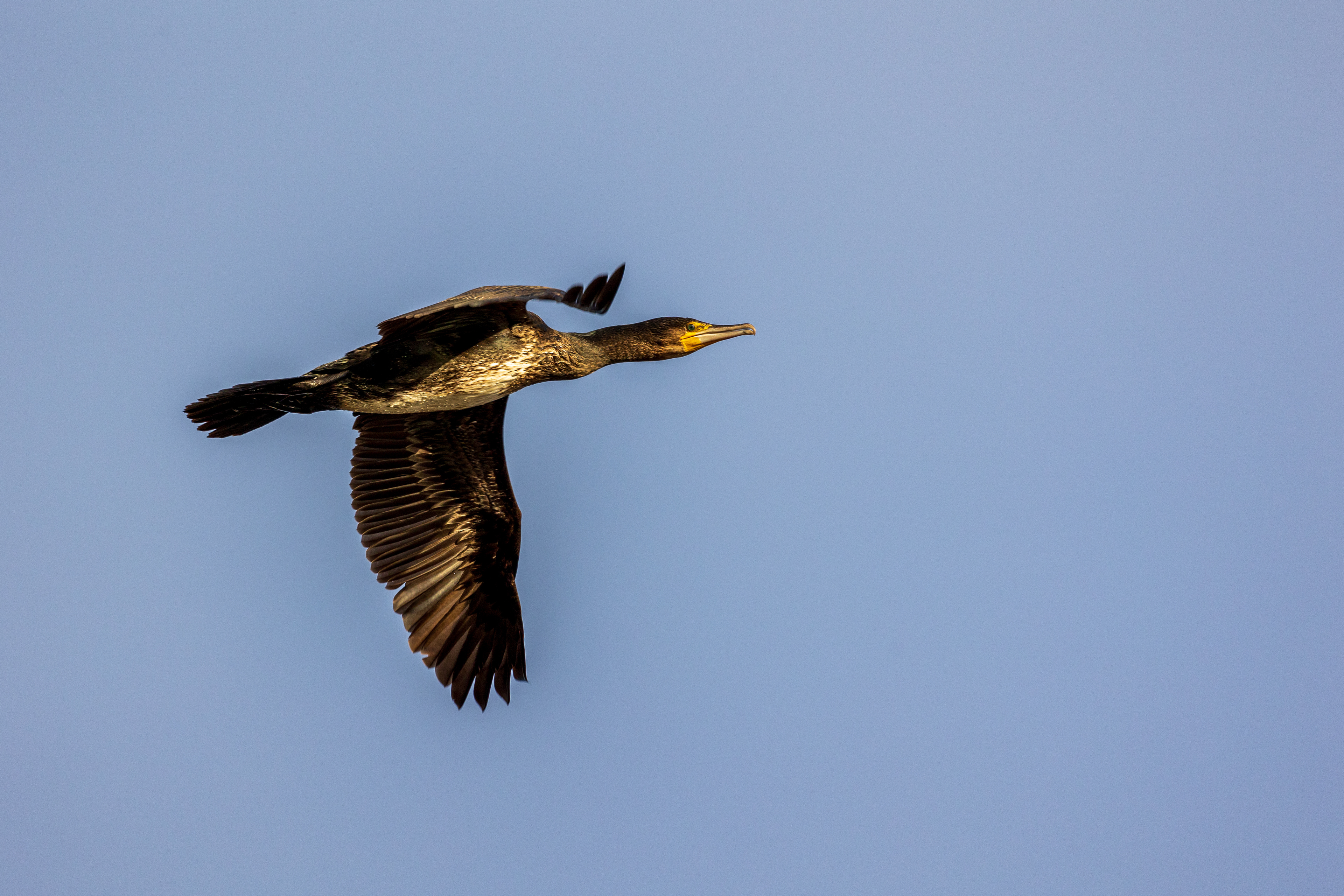 Cormorant