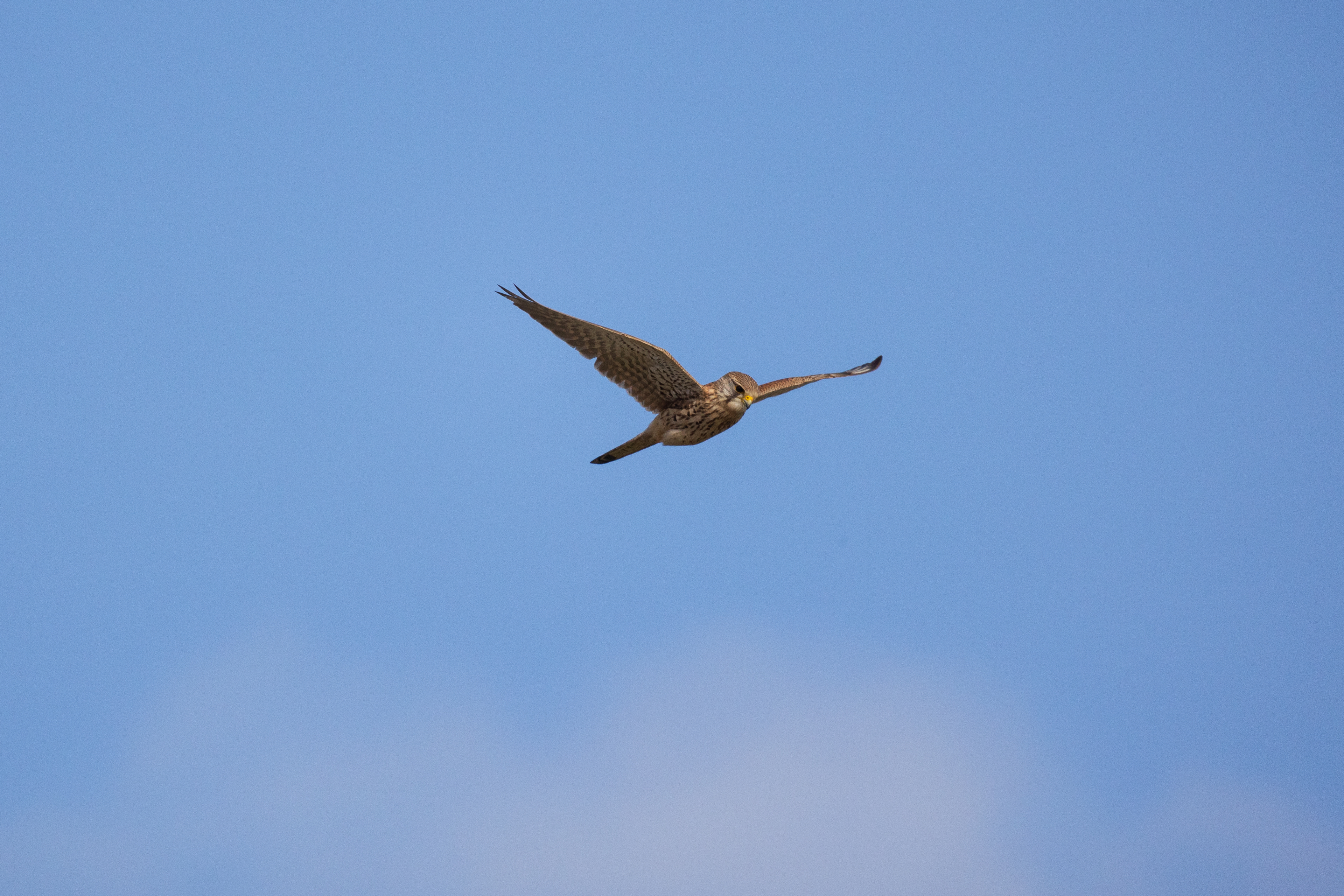 Kestrel