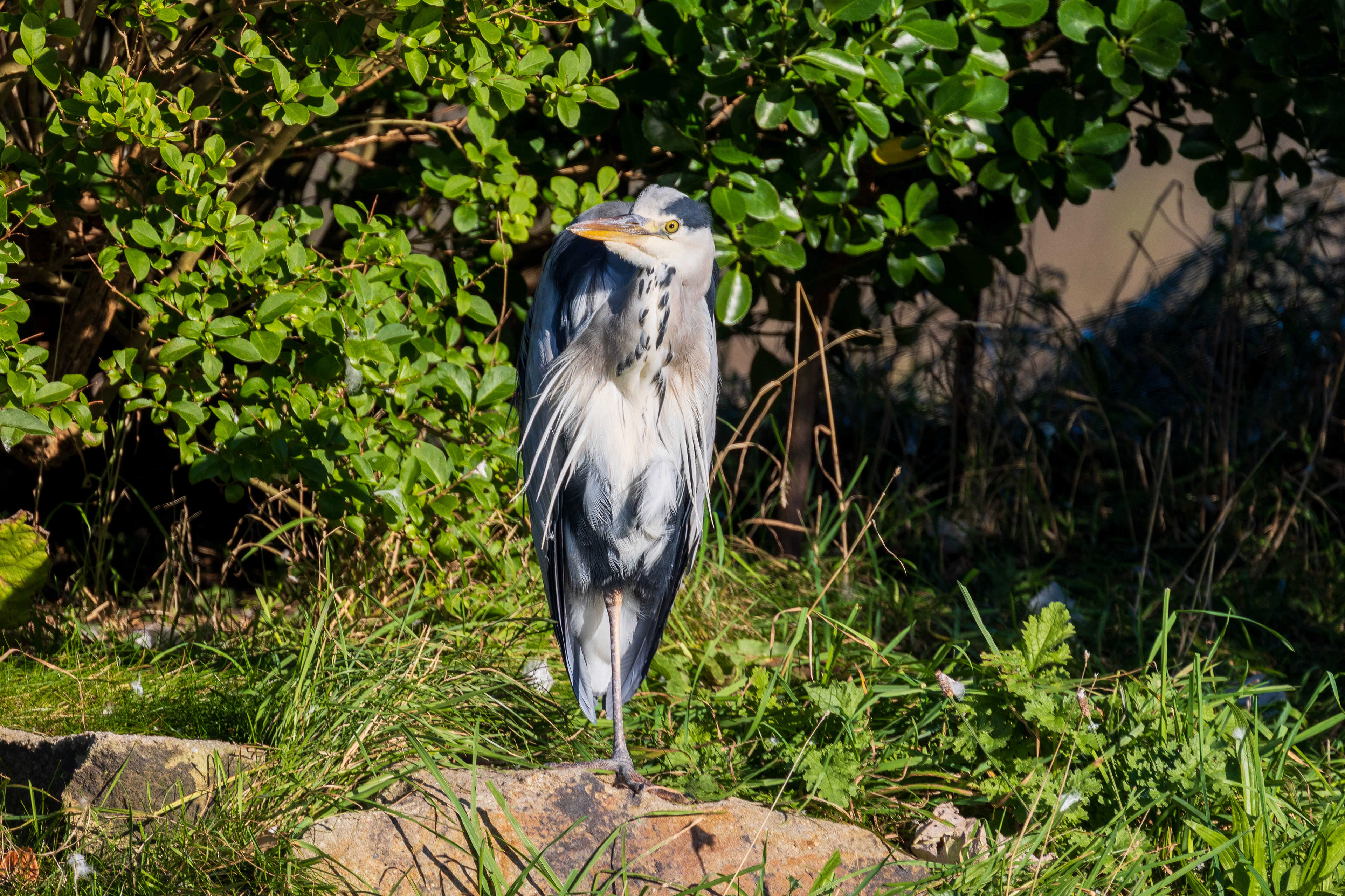 Heron scruff