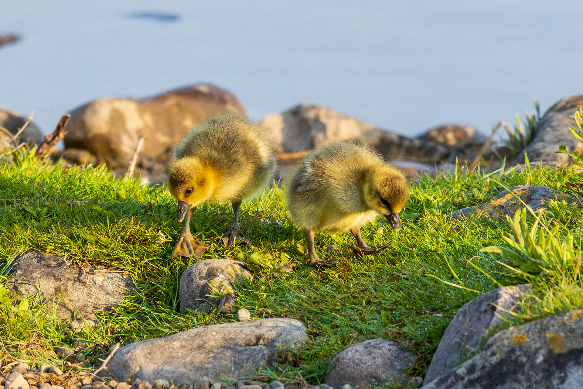 Chicks