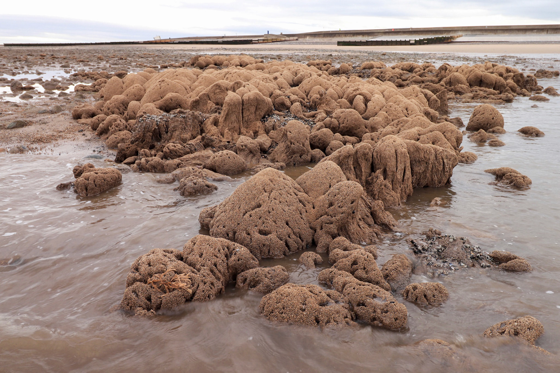 Worm reef