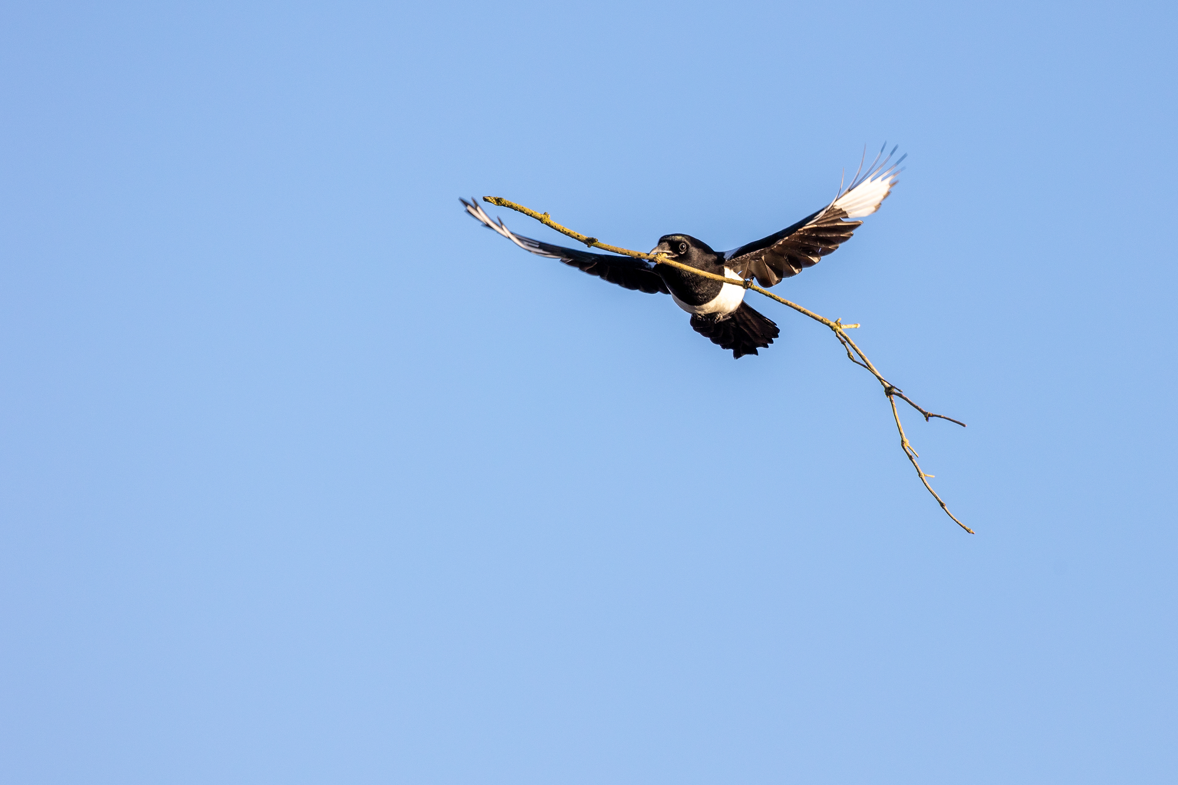 Nest building