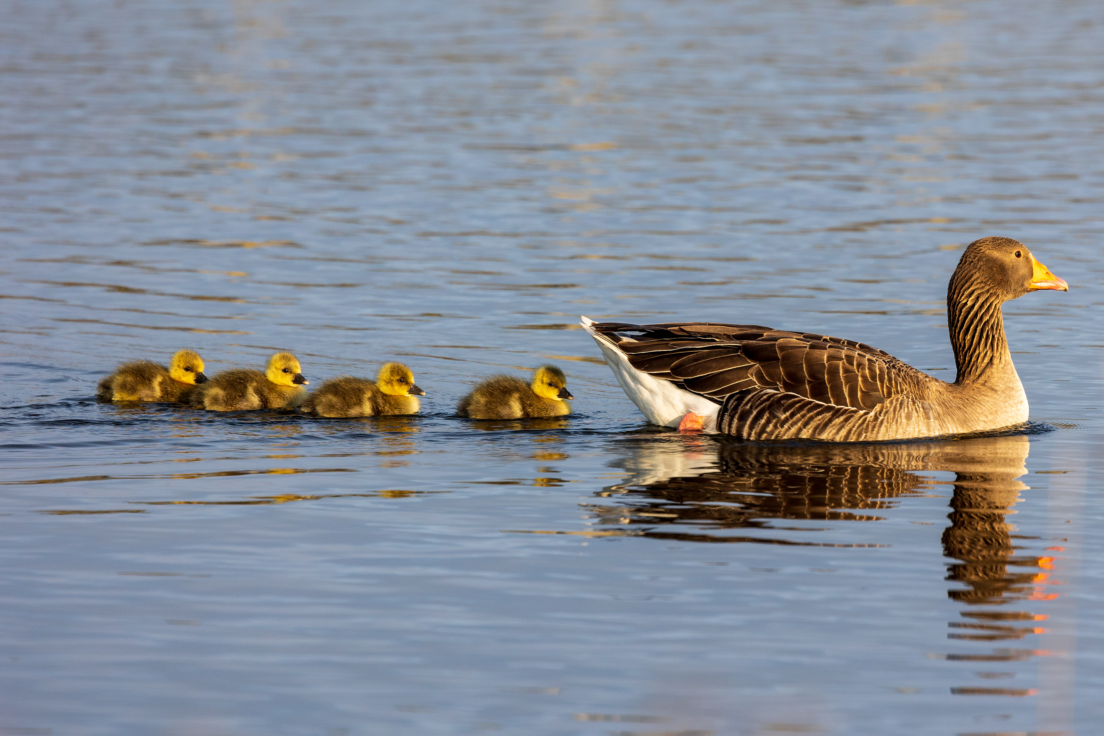 Greylag goose
