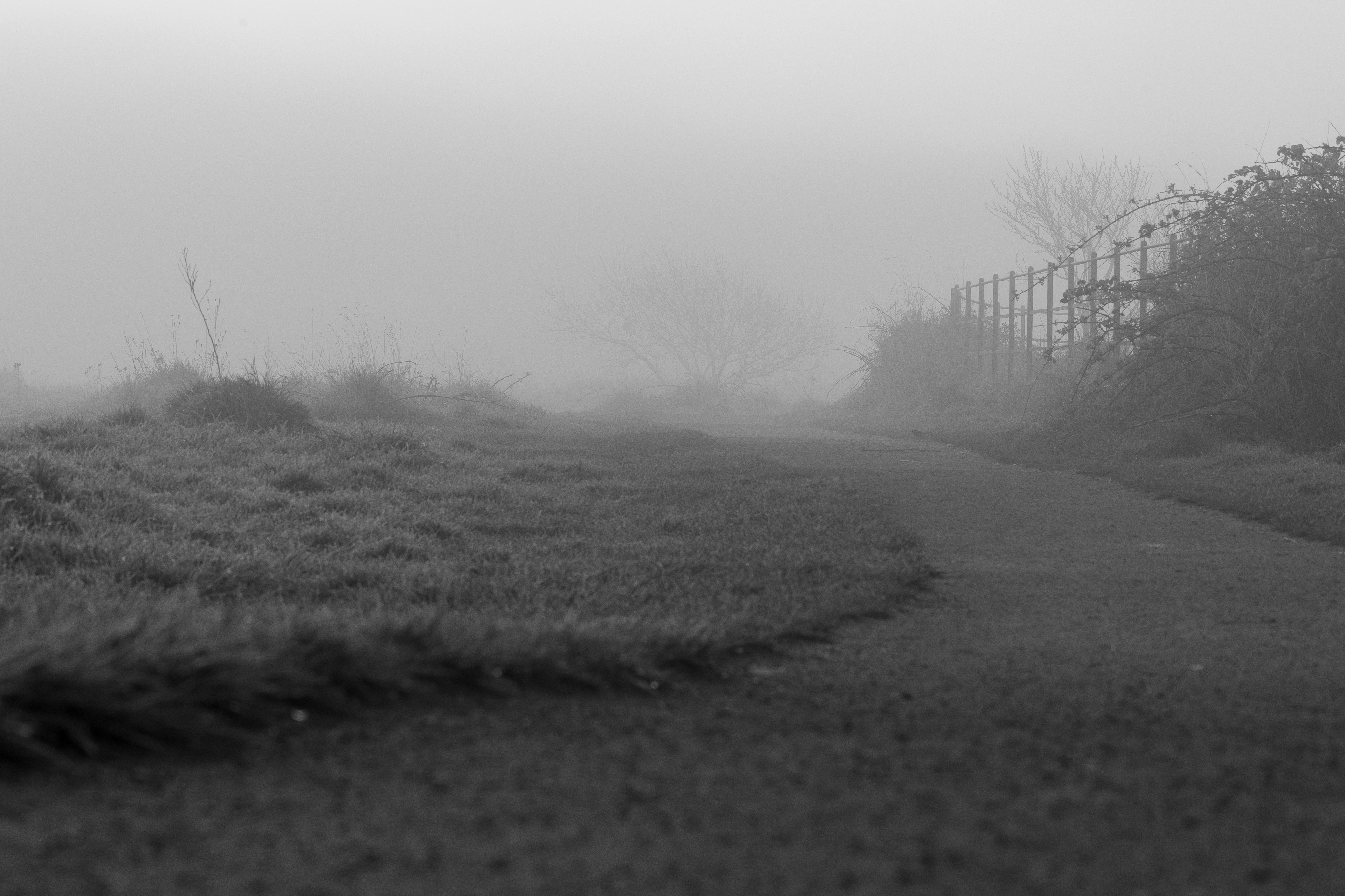 Misty morning