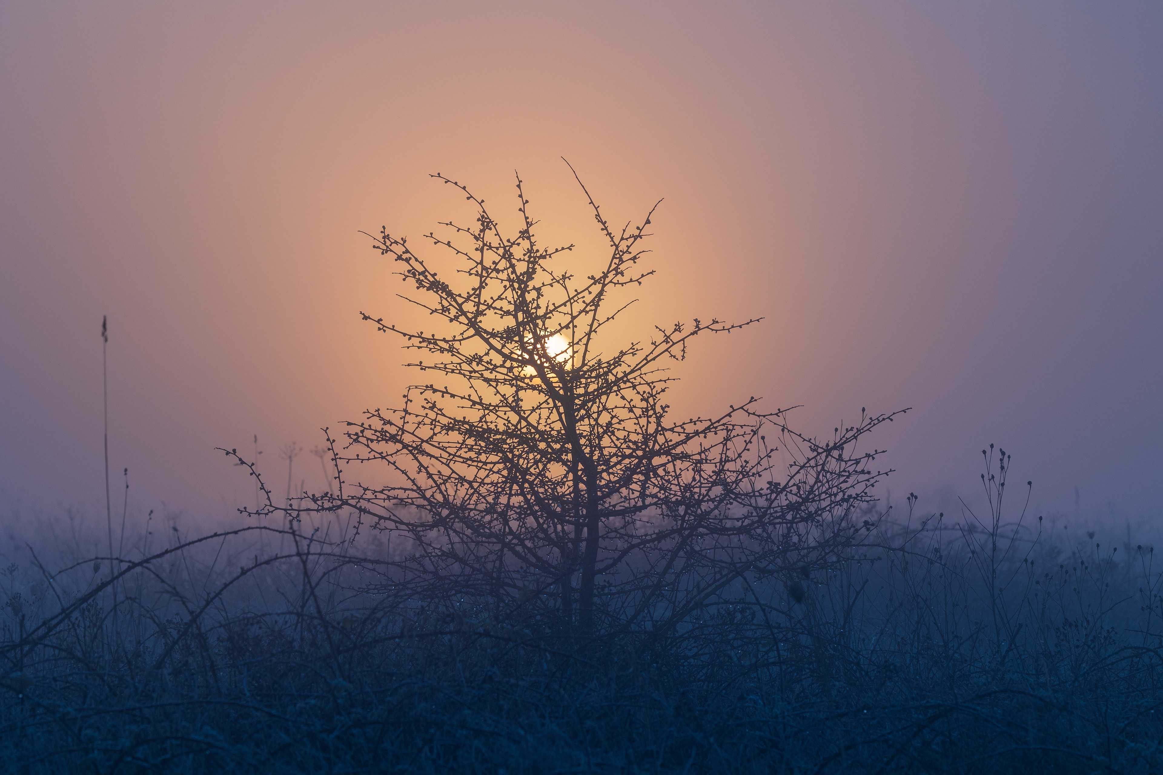 Dawn moisture