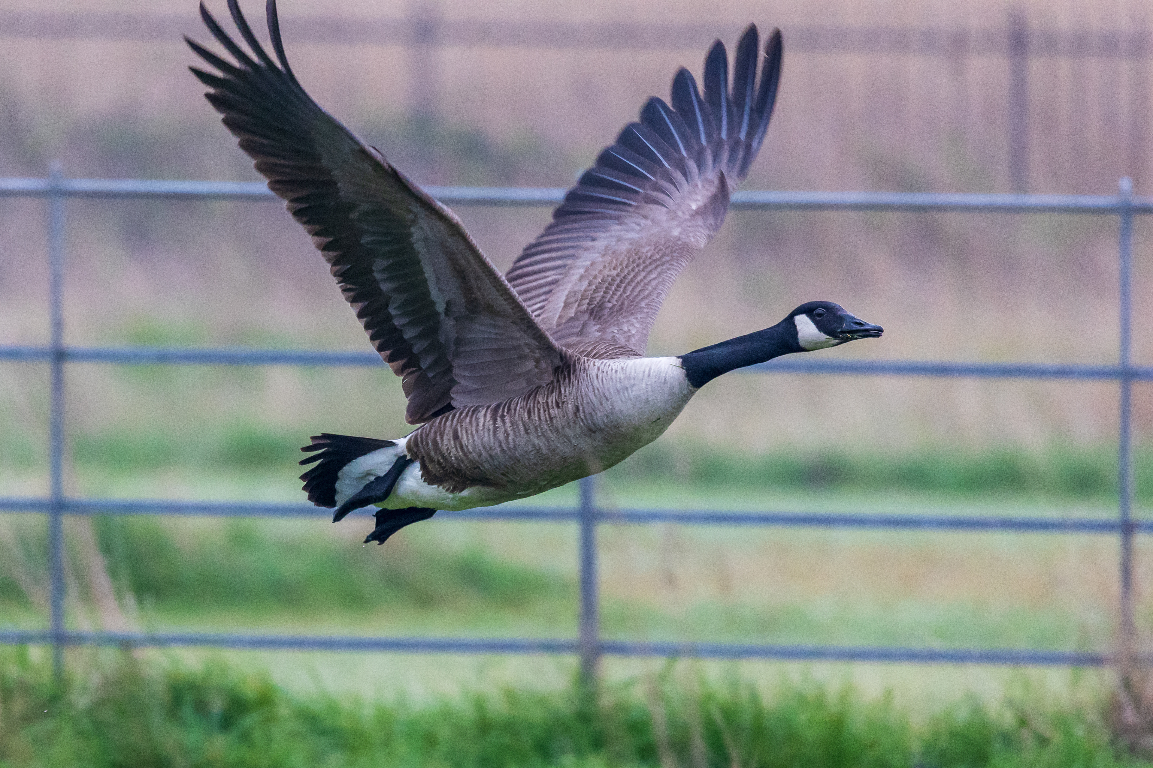 Canada goose