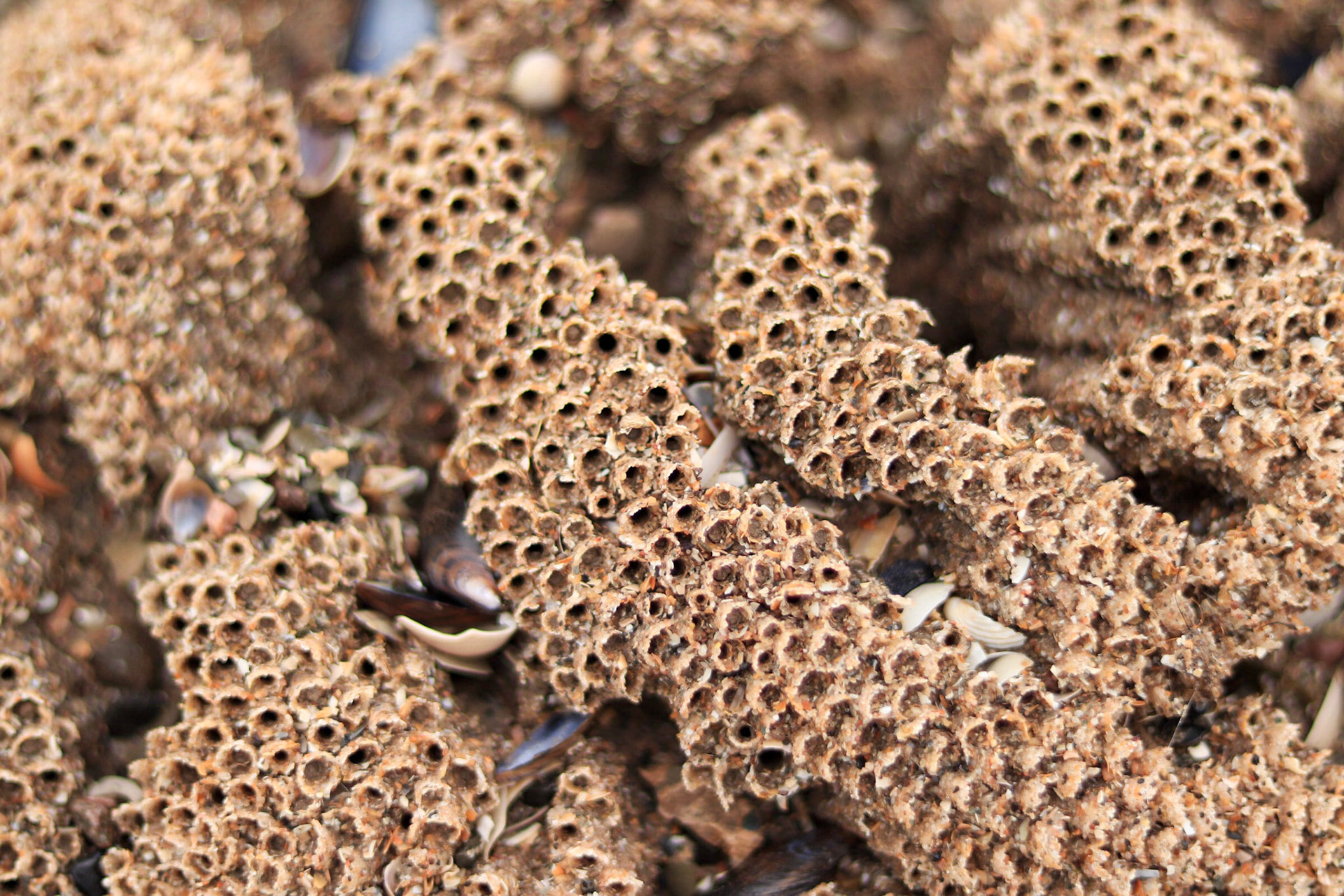 Honeycomb worm