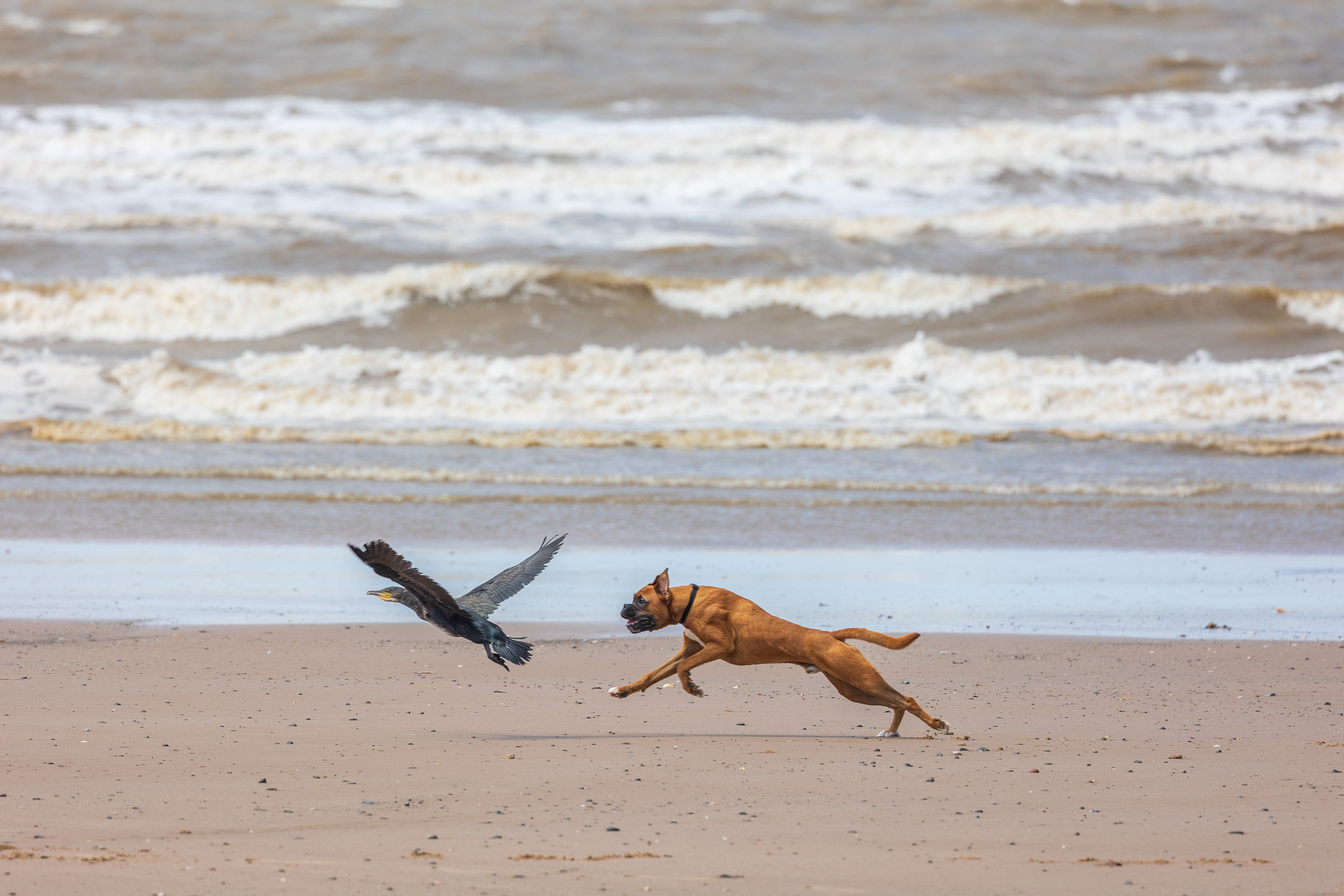 Cormorant chase