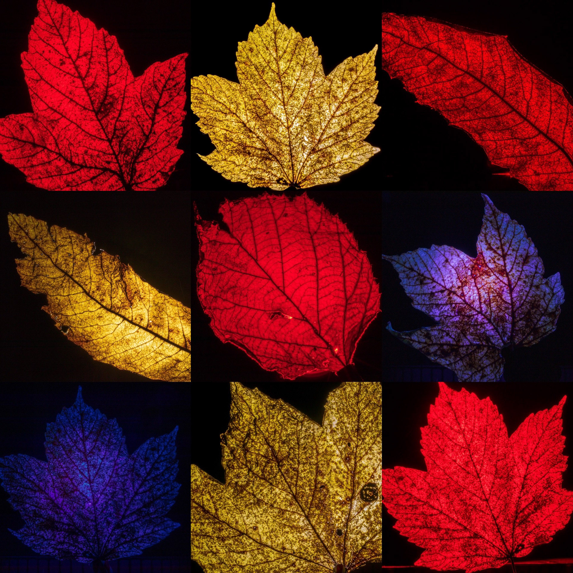 Backlit leaves