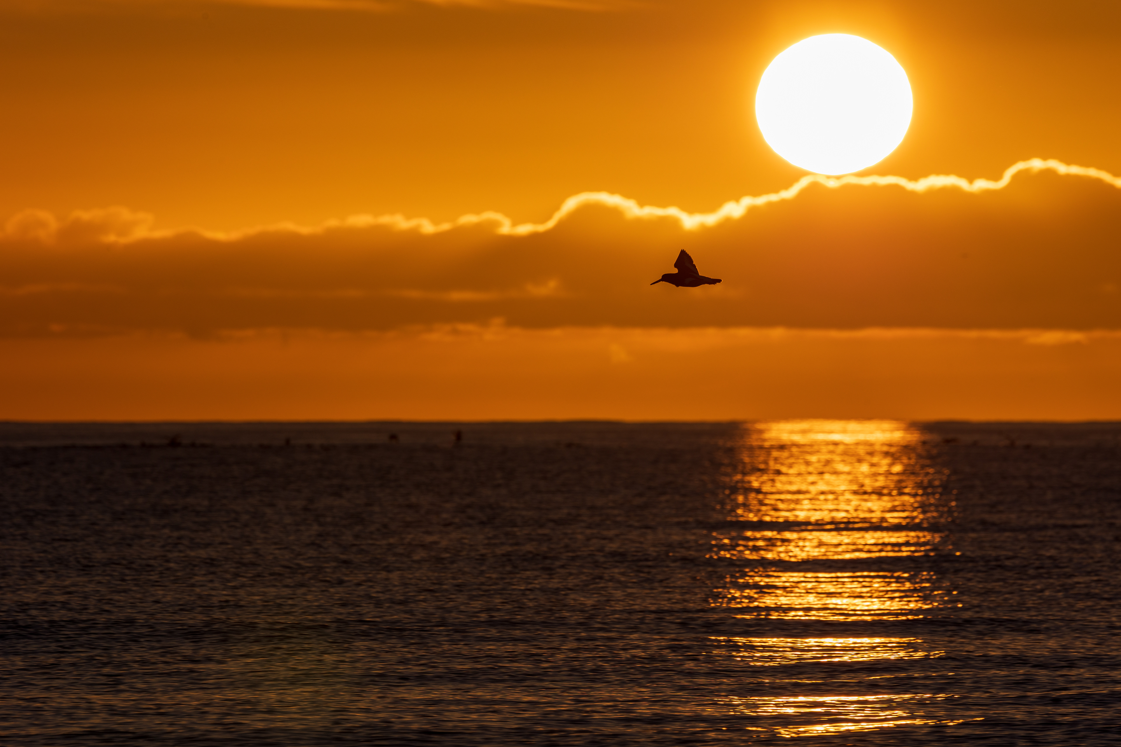 Oyster sun catcher