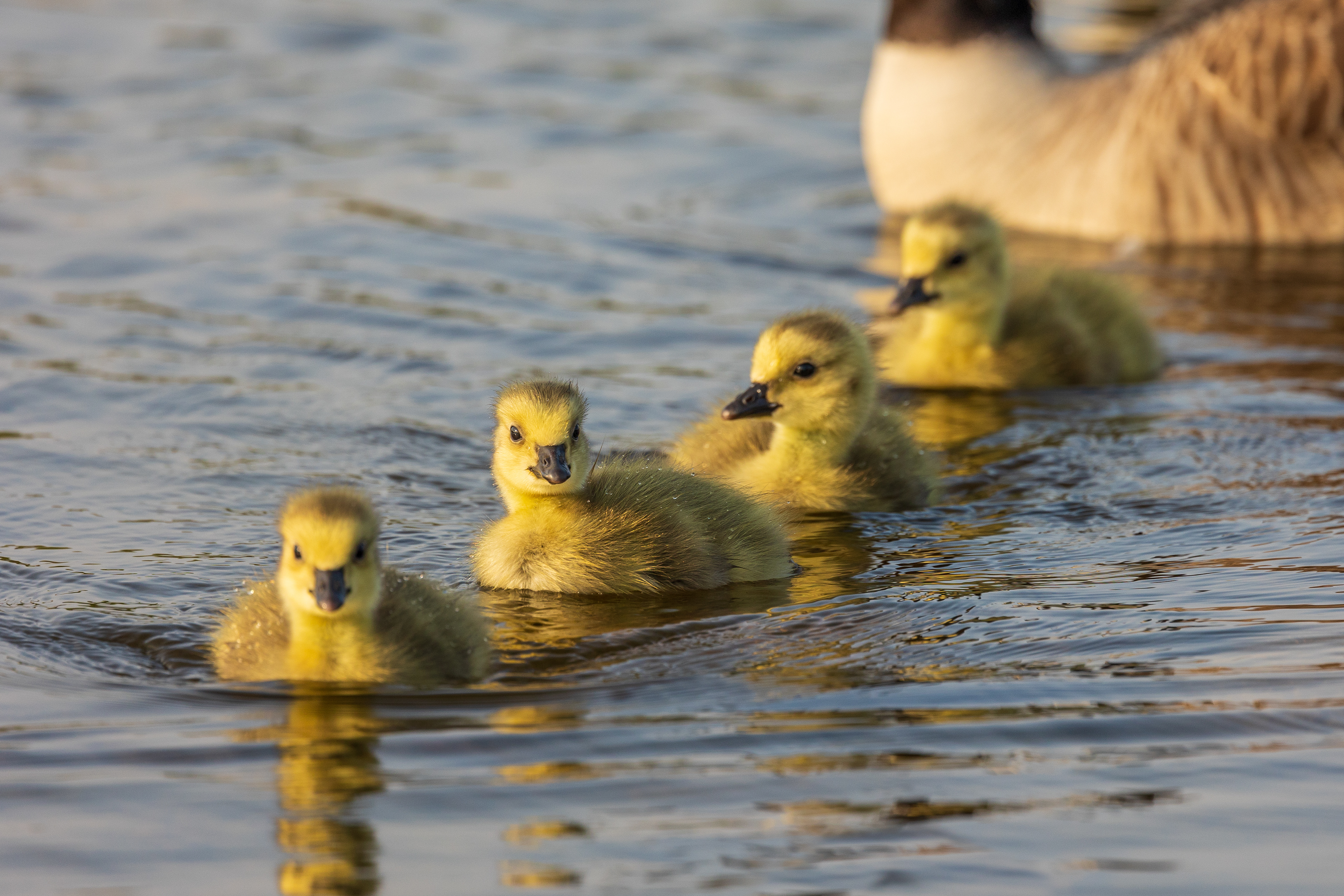 Canada goose goslings