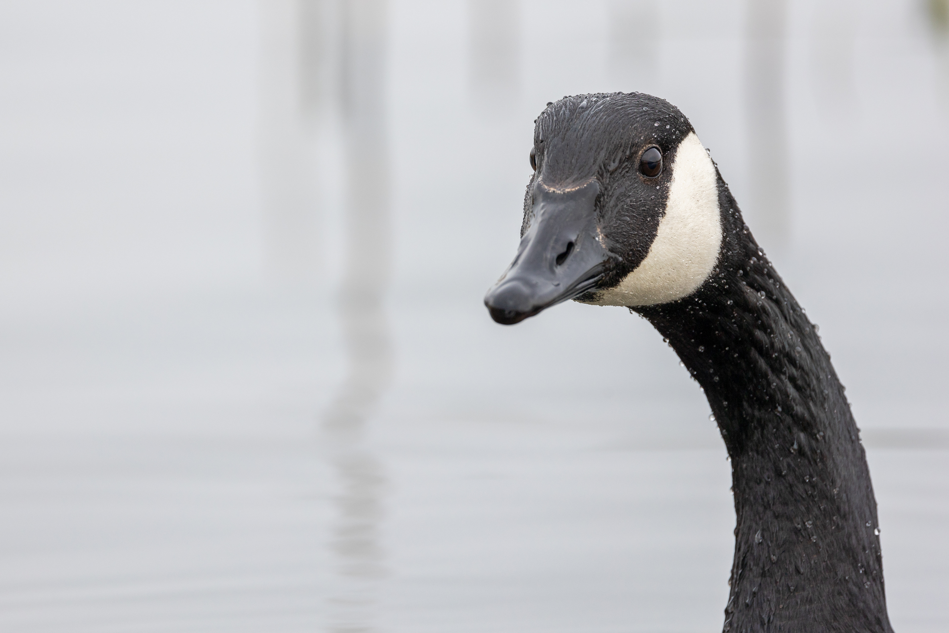 Canada goose