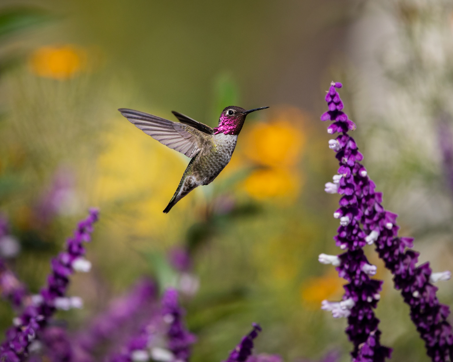 Flying Colors
