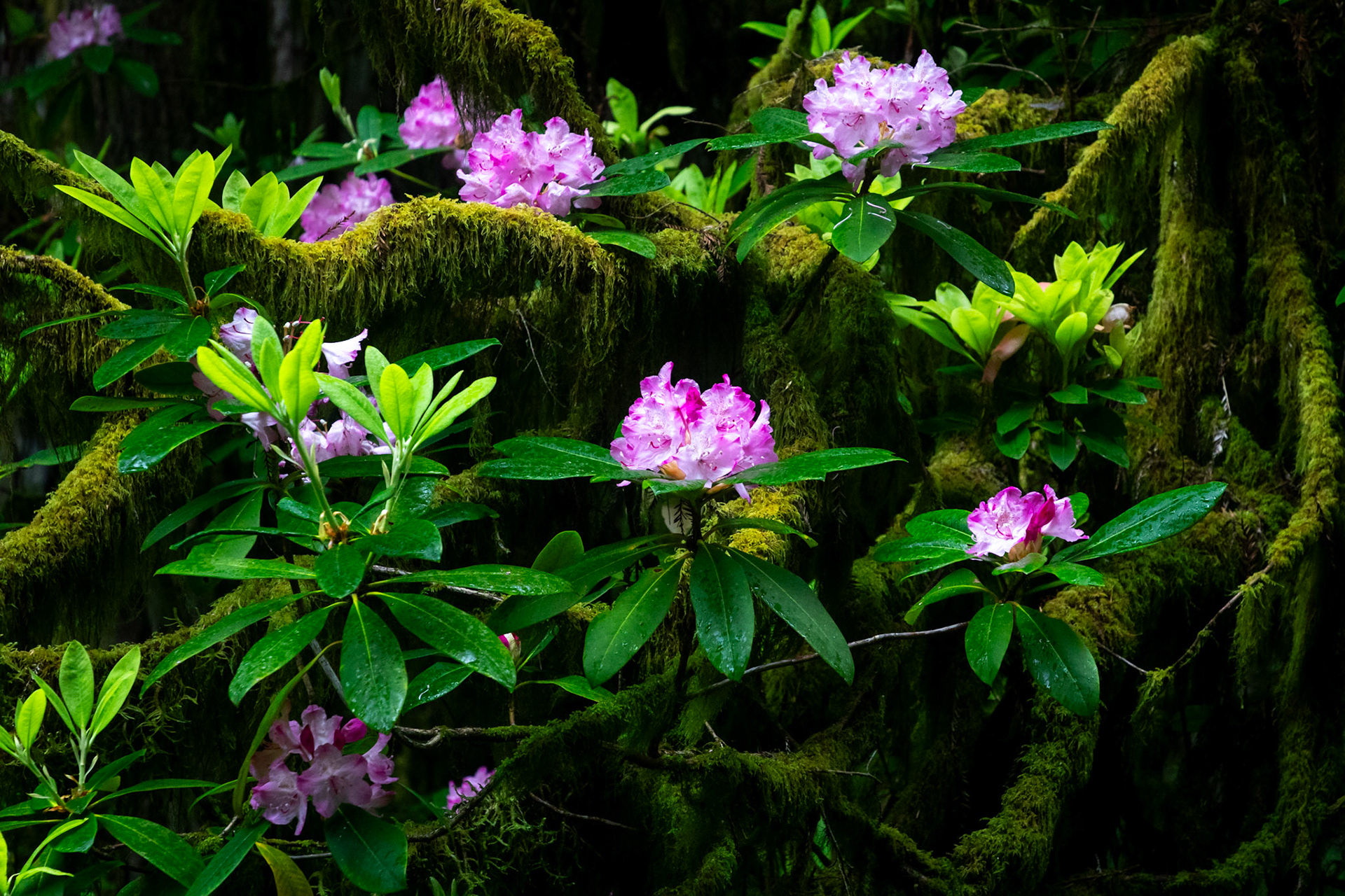 Rainforest Flowers
