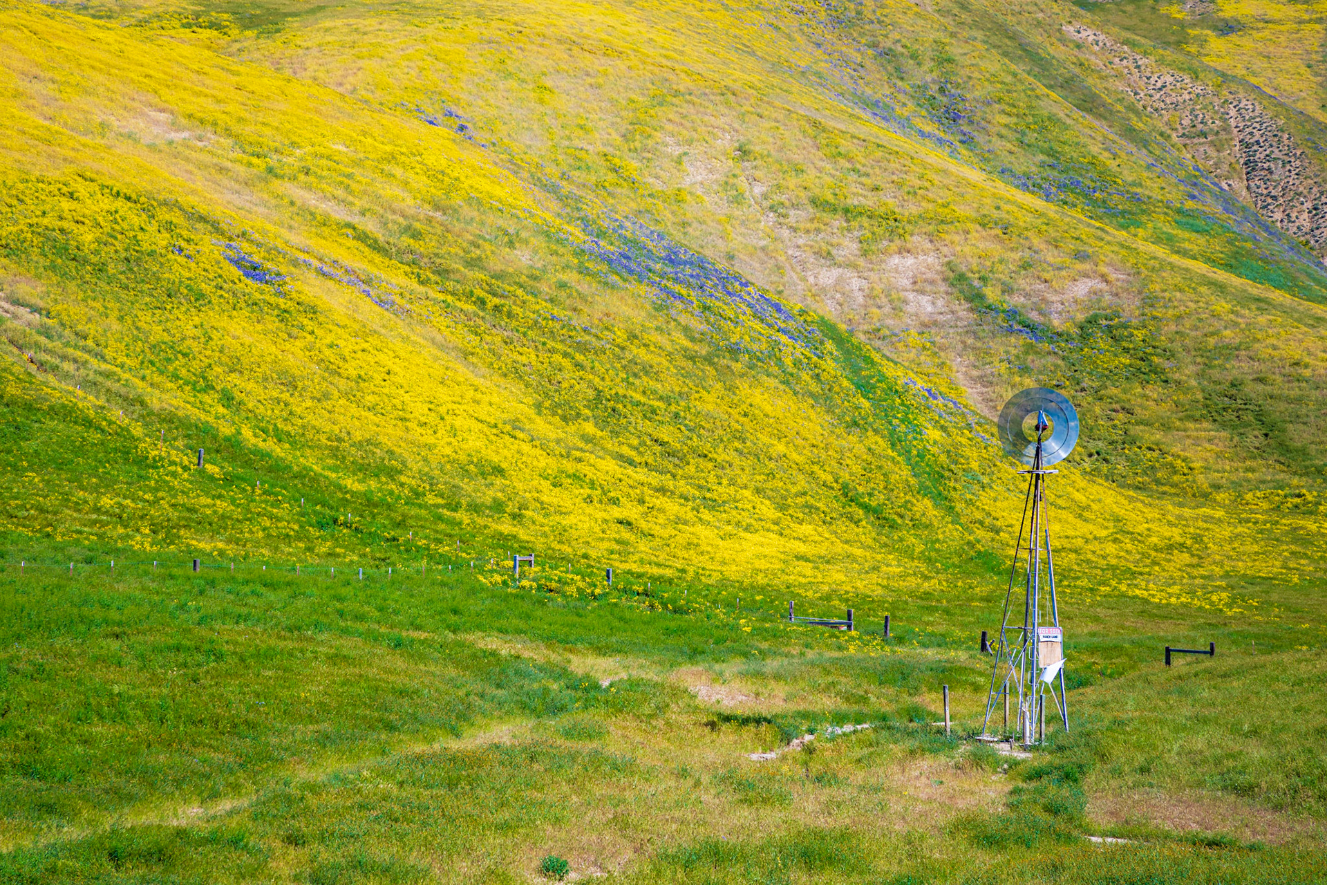 Superbloom Windmill