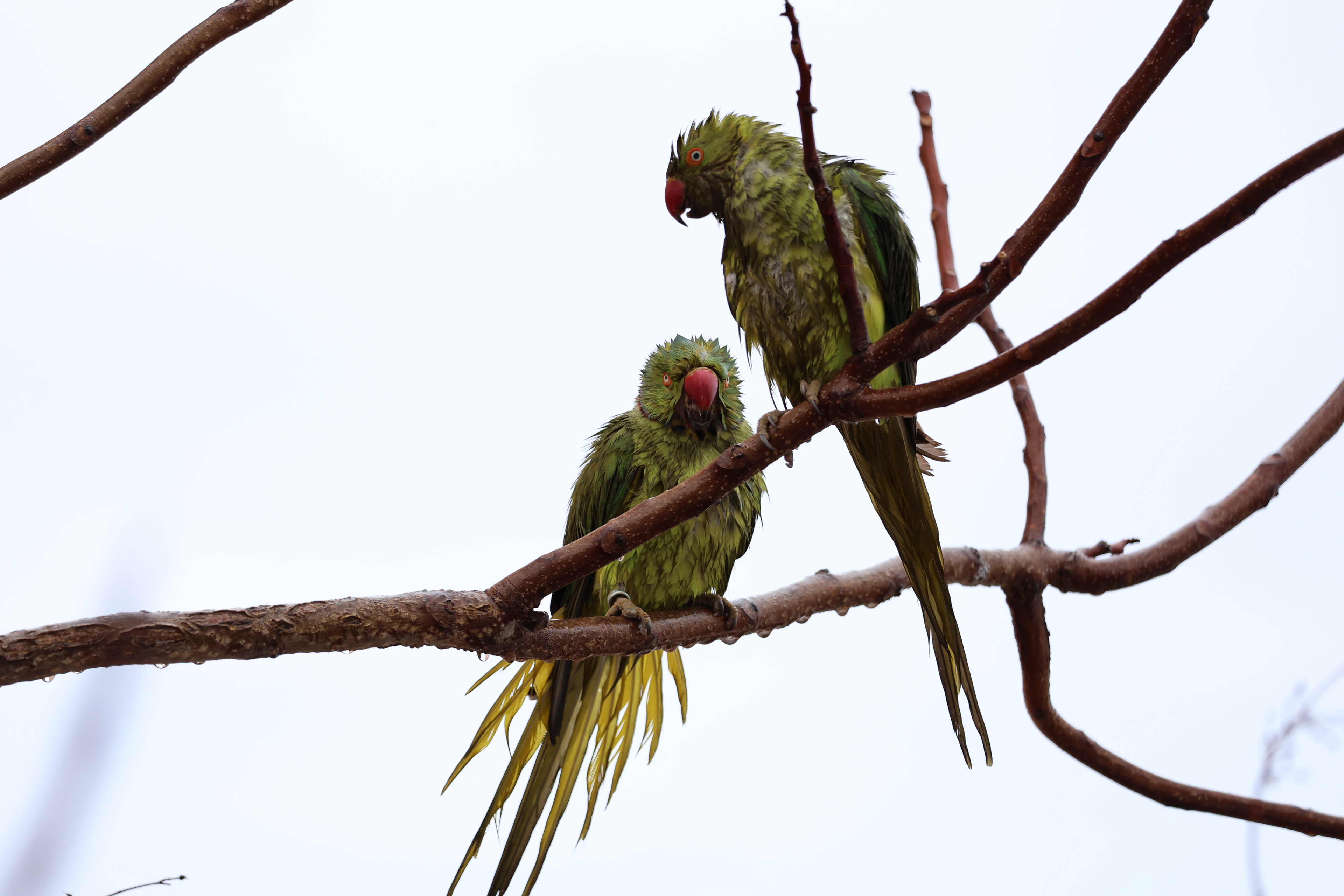 image from Bird Photography on a Budget, Canon RF 100–400mm f/5.6–8 IS USM in the Real World